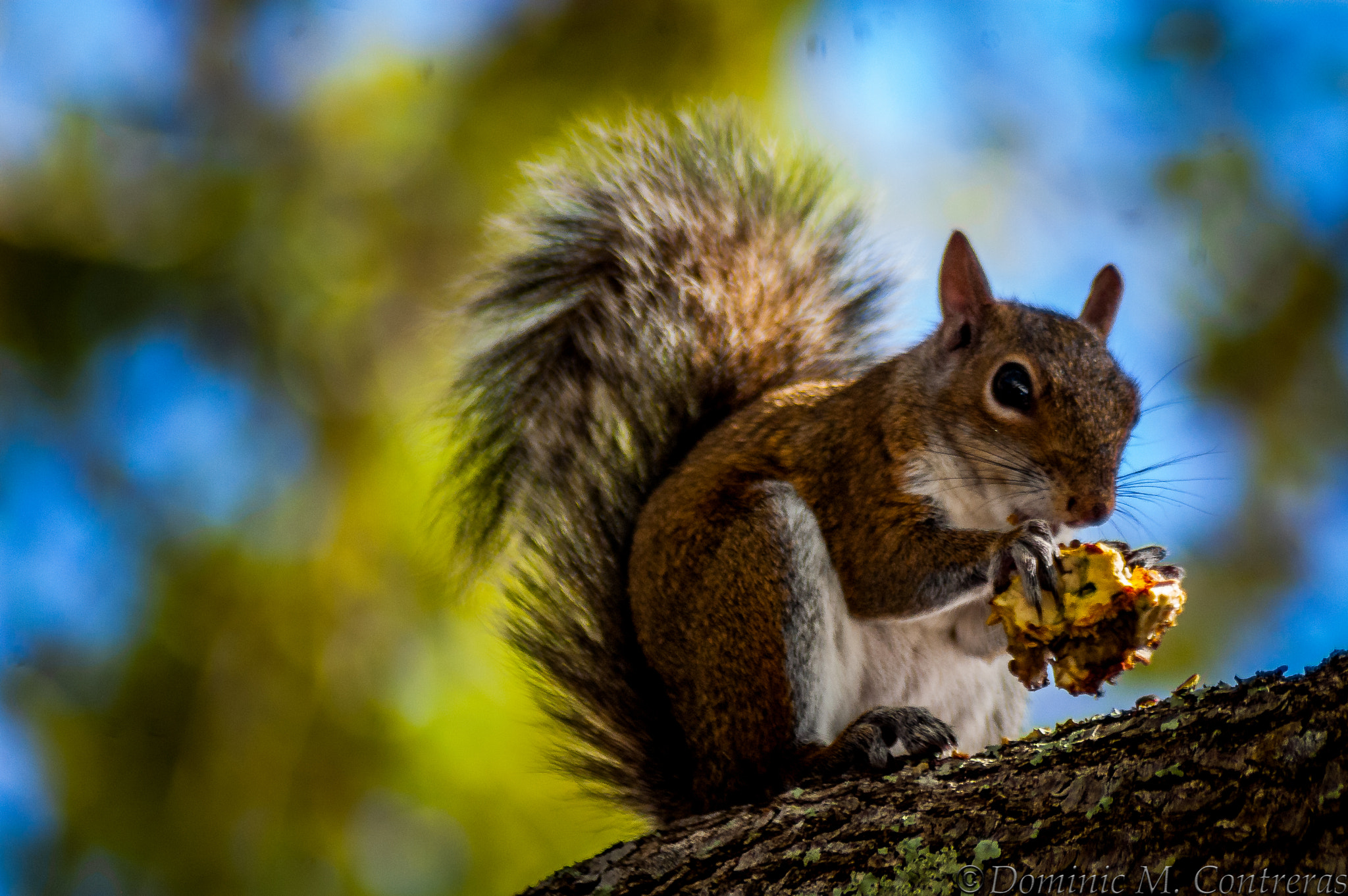 Nikon D40 + AF Zoom-Nikkor 24-50mm f/3.3-4.5 sample photo. Squirrels eating photography