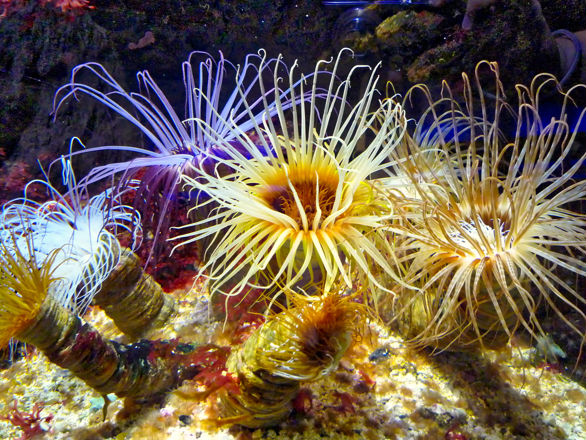 Panasonic DMC-FX35 sample photo. Anemone 0407 photography