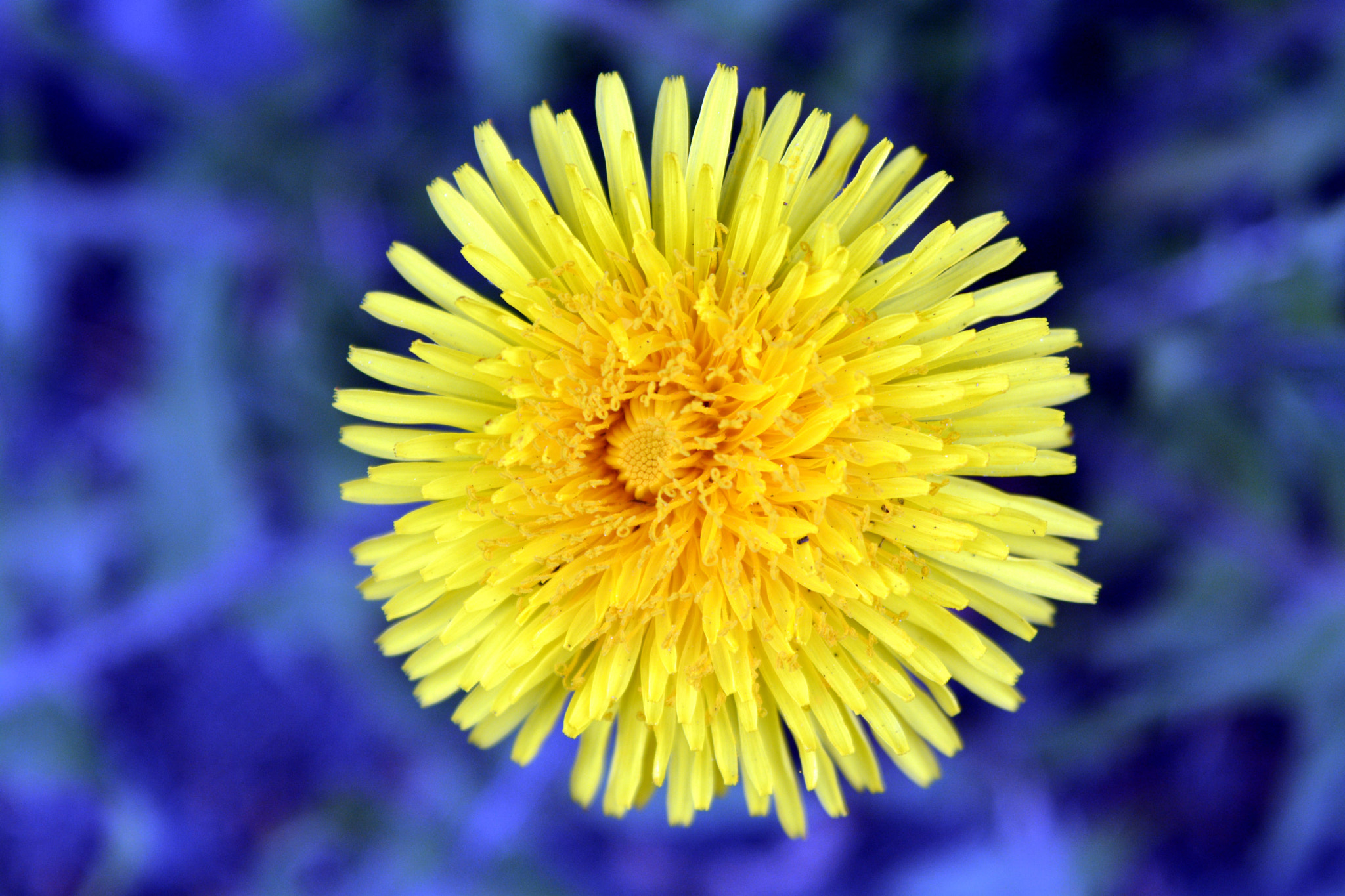AF Zoom-Nikkor 35-135mm f/3.5-4.5 sample photo. Fascination of flowers photography