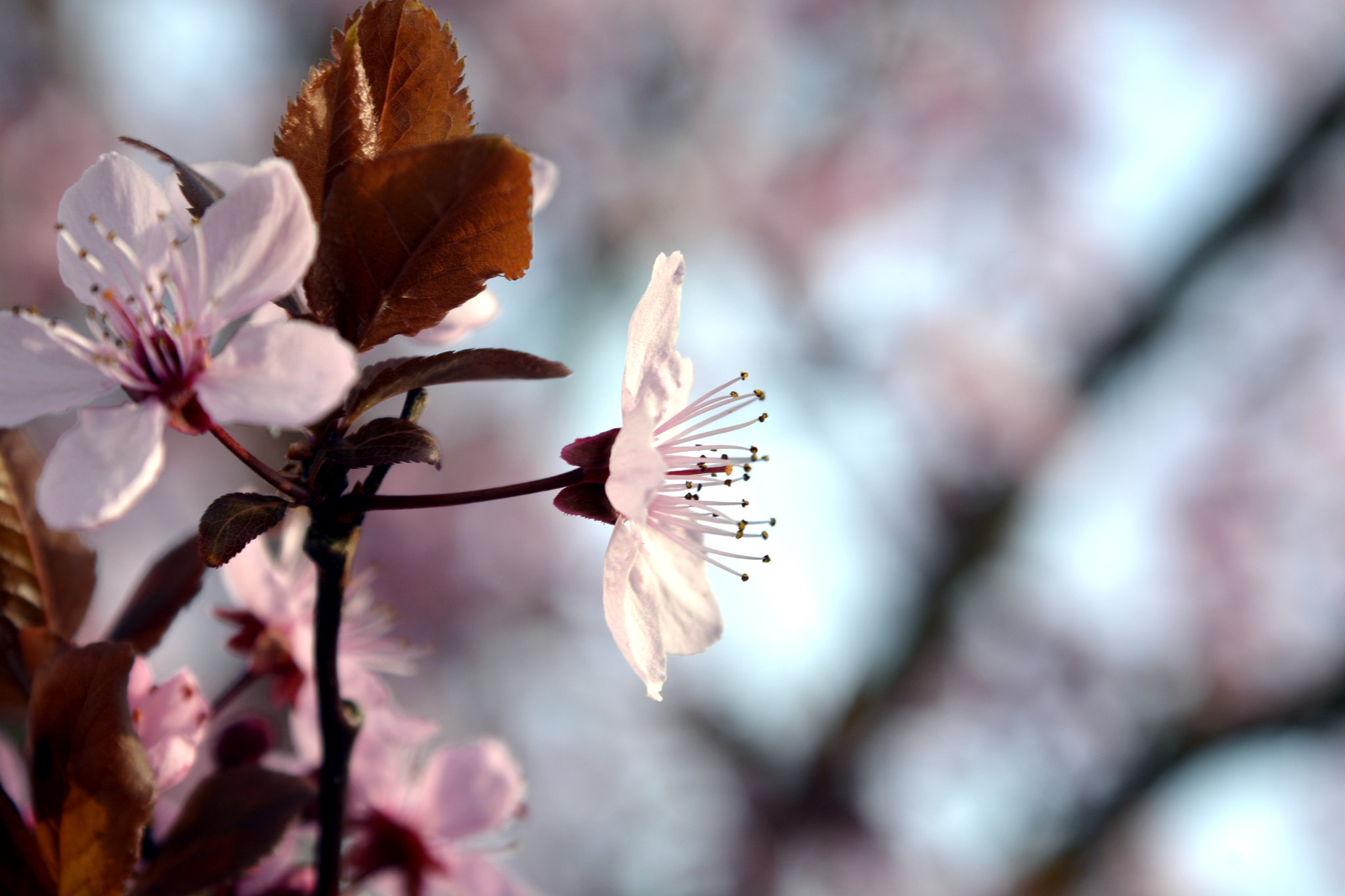 AF Zoom-Nikkor 35-135mm f/3.5-4.5 sample photo. Fascination of flowers photography