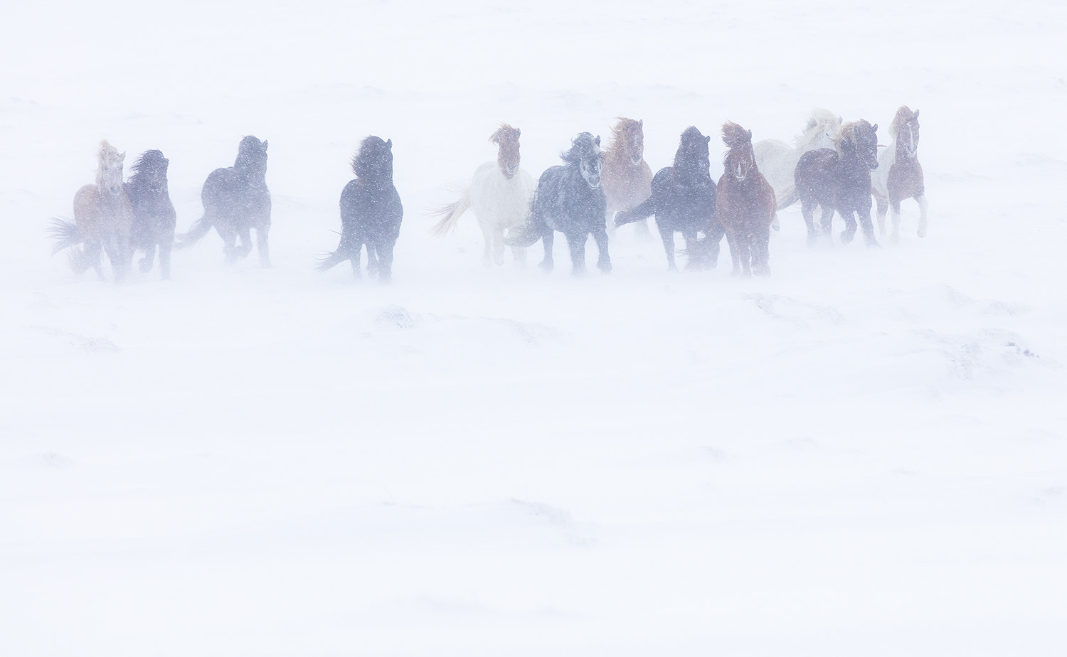 Canon EOS 5DS R sample photo. Icelandic horses in a blizzard photography