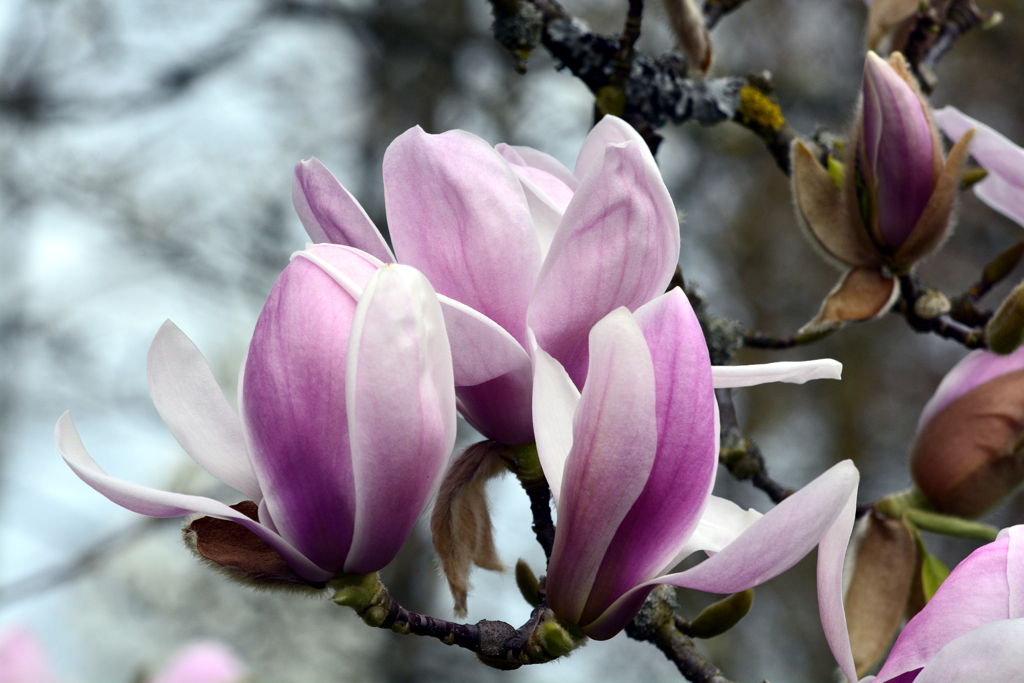 AF Zoom-Nikkor 35-135mm f/3.5-4.5 sample photo. Fascination of flowers photography