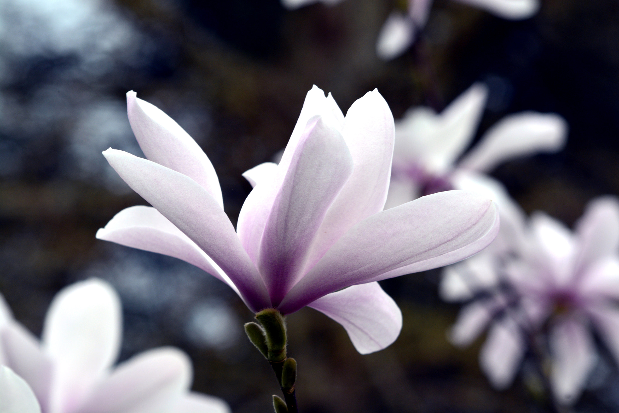 AF Zoom-Nikkor 35-135mm f/3.5-4.5 sample photo. Fascination of flowers photography