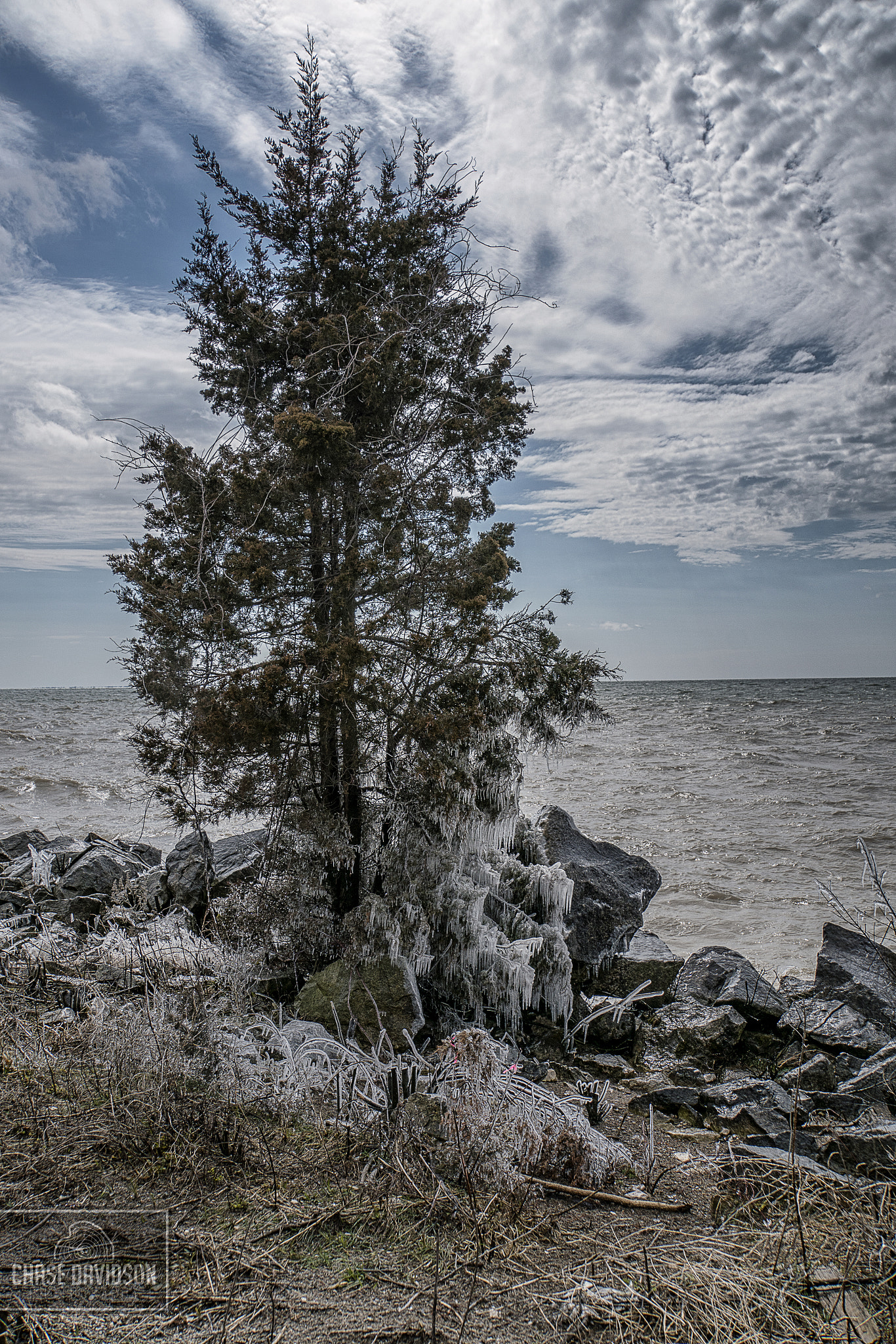 Sony E 18-200mm F3.5-6.3 OSS LE sample photo. Pelee frozen tree photography