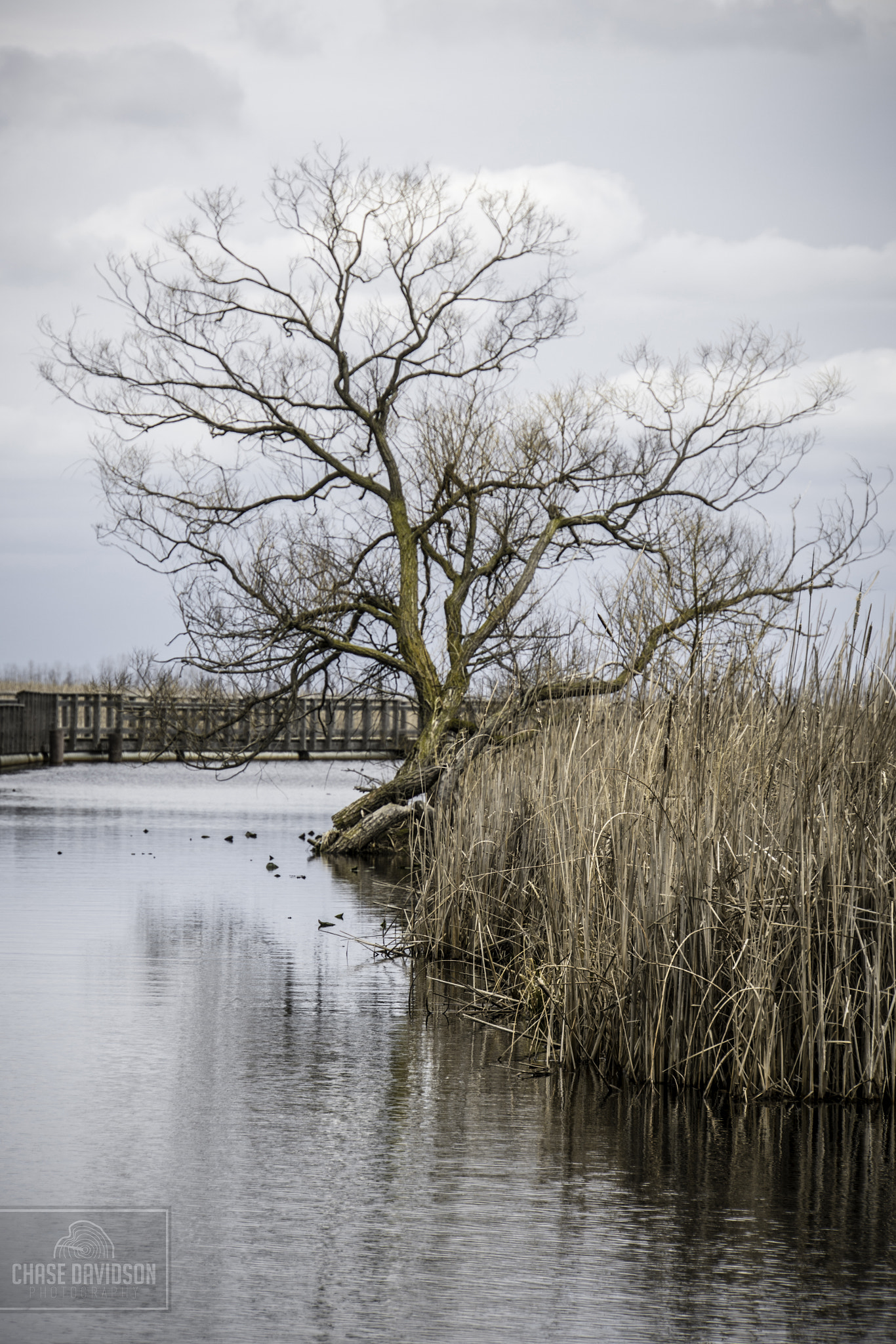 Sony E 18-200mm F3.5-6.3 OSS LE sample photo. A tree in the marshland photography