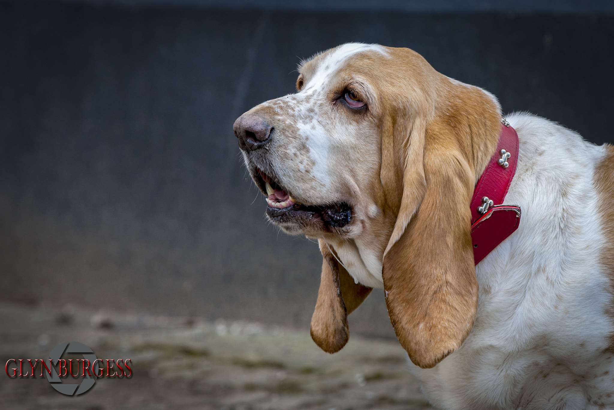 Canon EOS-1Ds Mark III sample photo. Humphrey photography