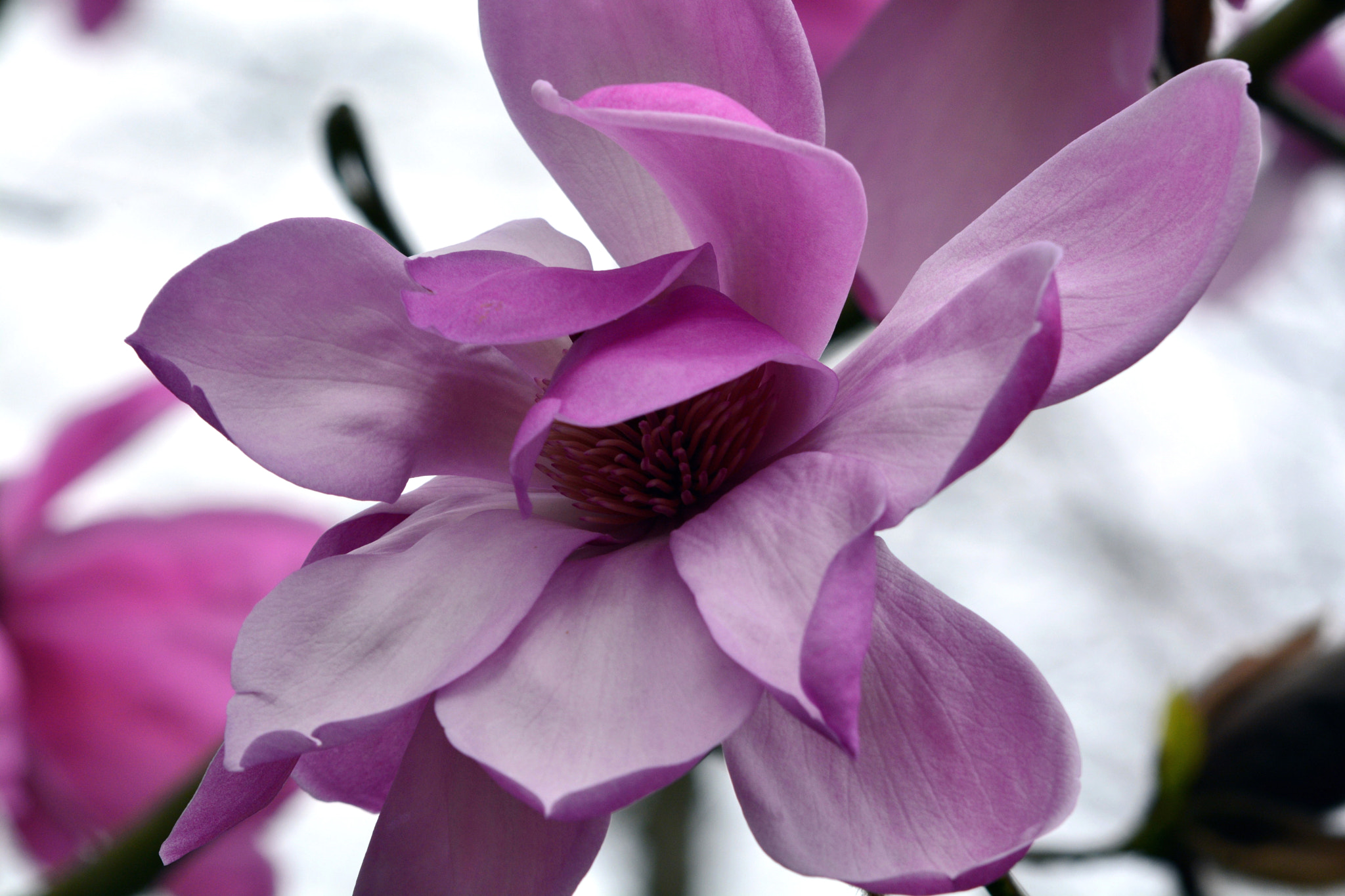 AF Zoom-Nikkor 35-135mm f/3.5-4.5 sample photo. Fascination of flowers photography