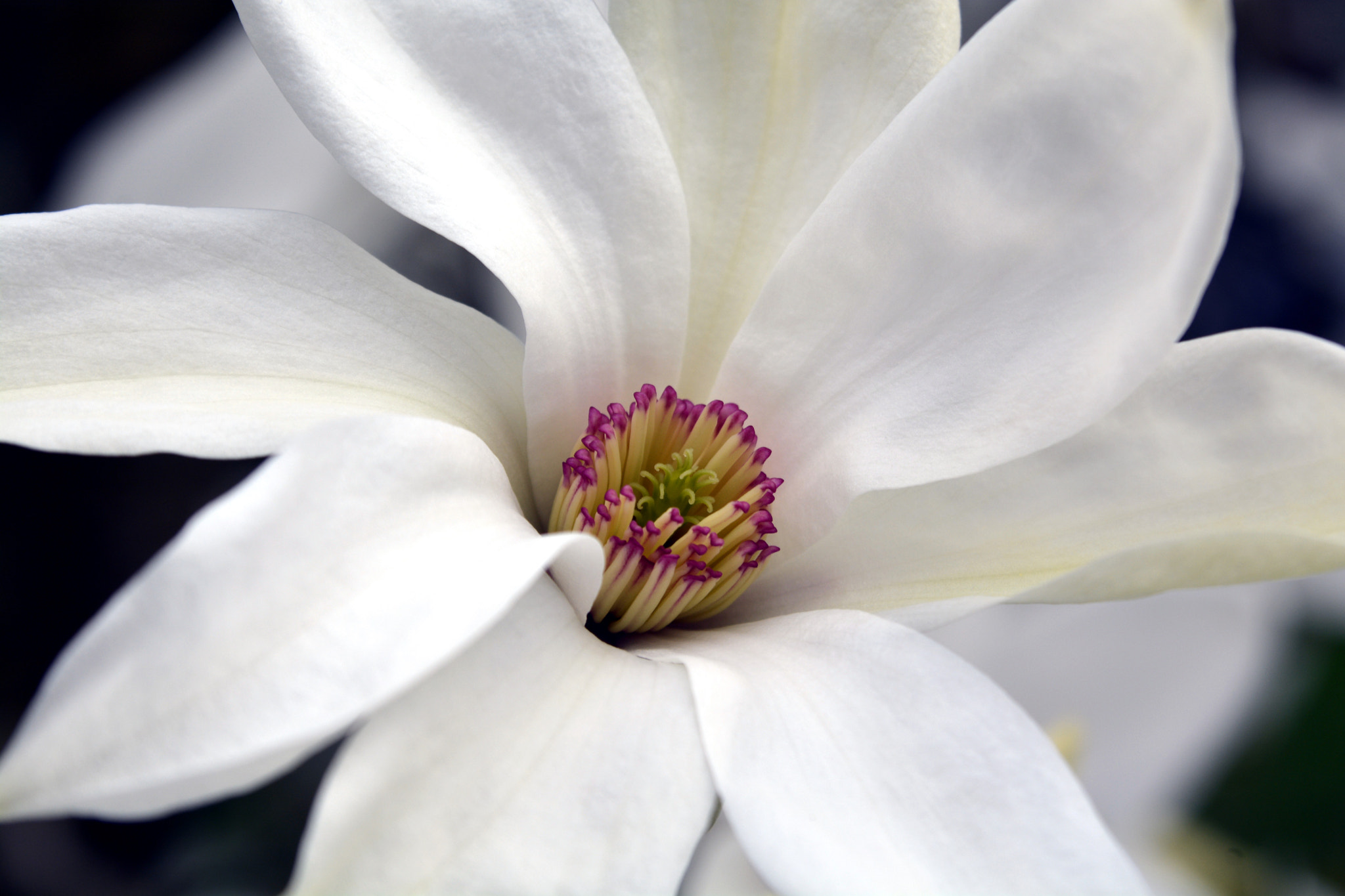 AF Zoom-Nikkor 35-135mm f/3.5-4.5 sample photo. Fascination of flowers photography