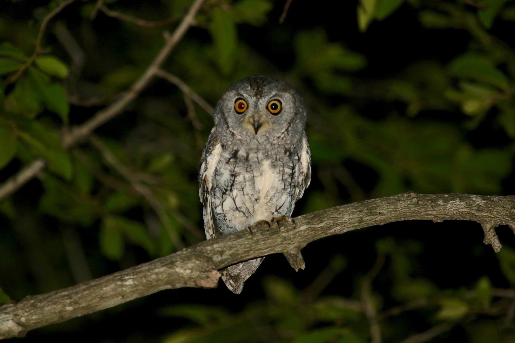 Canon EF 100-400mm F4.5-5.6L IS USM sample photo. African scops owl photography