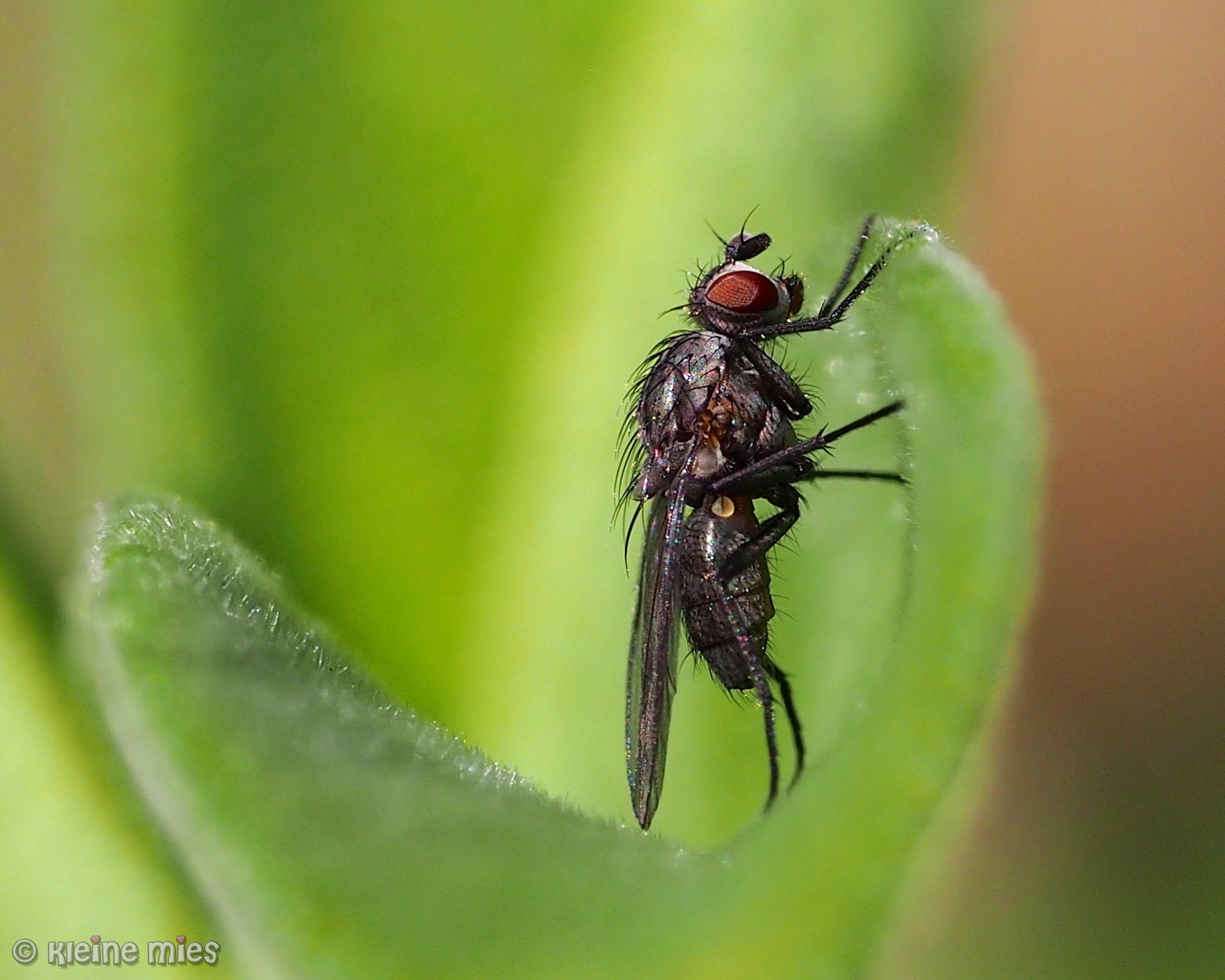 Panasonic Leica DG Macro-Elmarit 45mm F2.8 ASPH OIS sample photo. Still standing photography