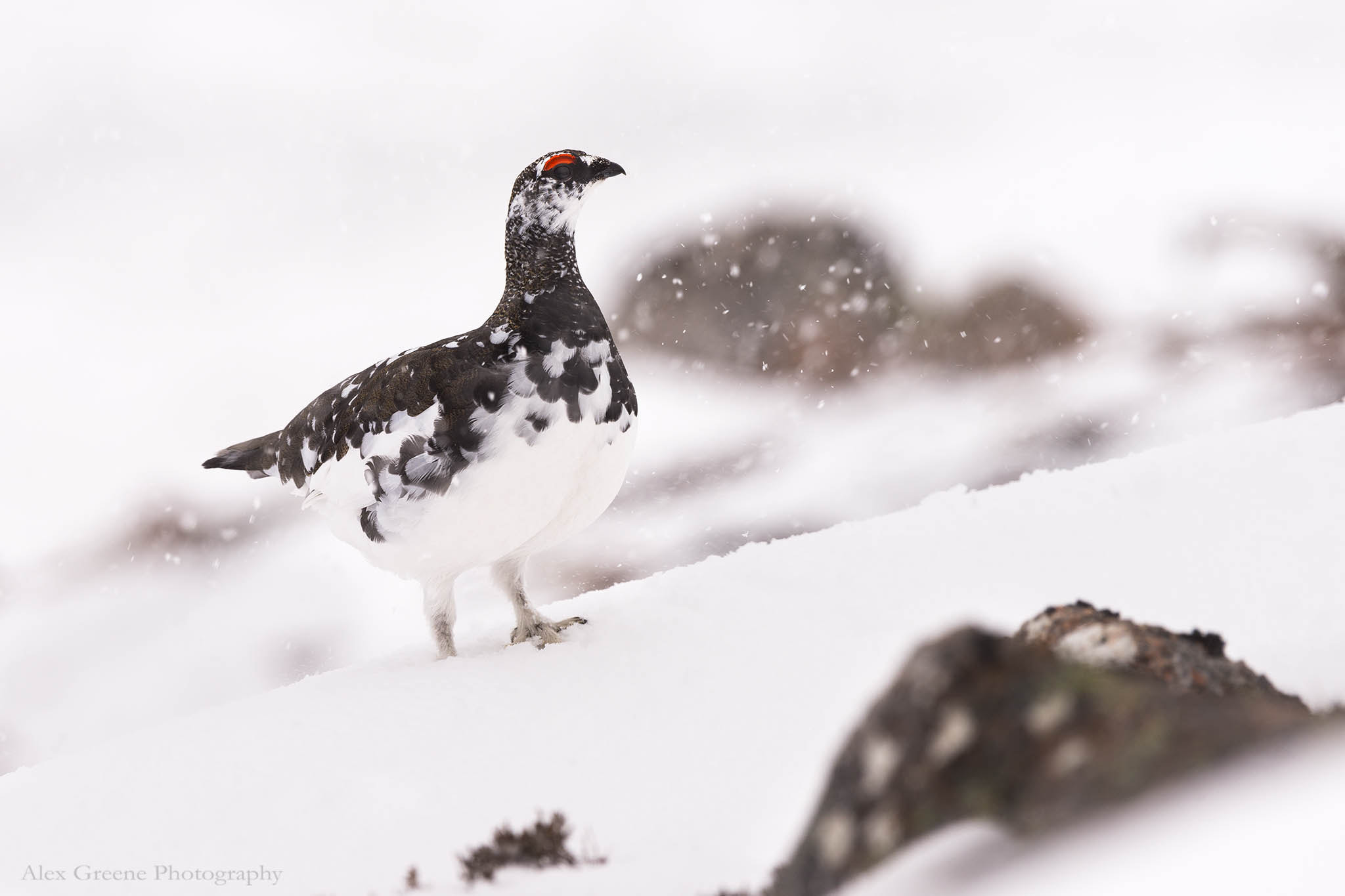 Nikon D800E + Nikon AF-S Nikkor 200-500mm F5.6E ED VR sample photo. Male ptarmigan in scottish snowfall photography