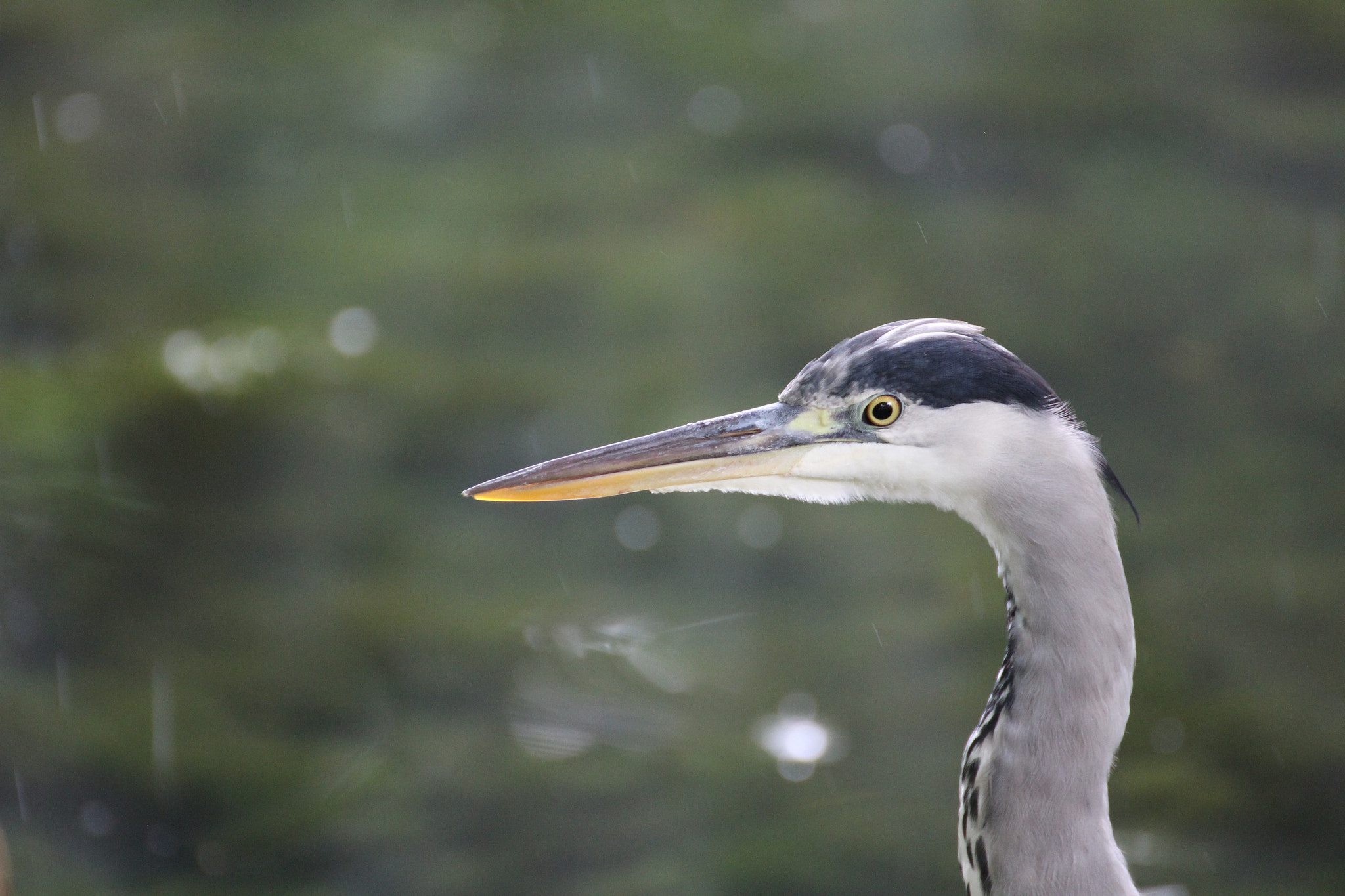 Canon EOS 550D (EOS Rebel T2i / EOS Kiss X4) + Canon 70-300mm sample photo. Heron photography