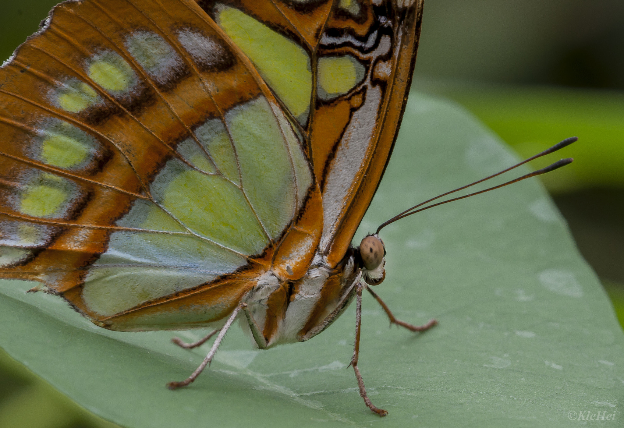 Sigma 150mm F2.8 EX DG Macro HSM sample photo. Macro butterfly photography