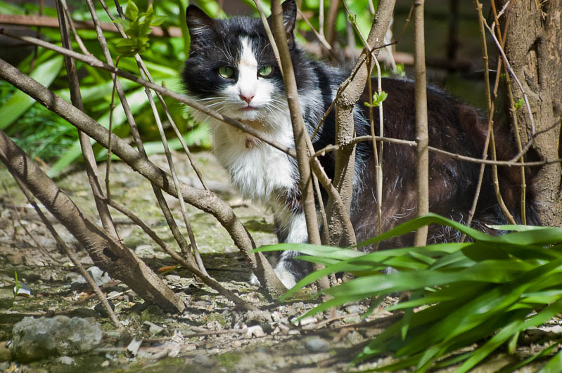Sigma 70-300mm F4-5.6 APO DG Macro sample photo. Yalta cats / Ялтинские коты photography