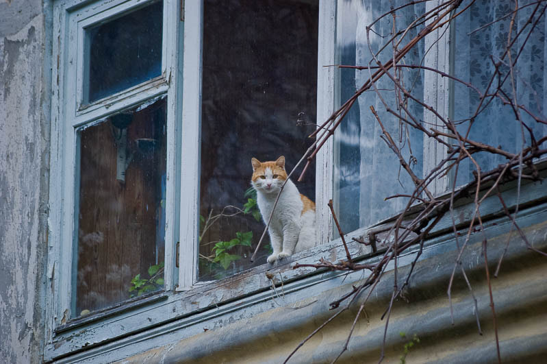 Sigma 70-300mm F4-5.6 APO DG Macro sample photo. Yalta cats / Ялтинские коты photography