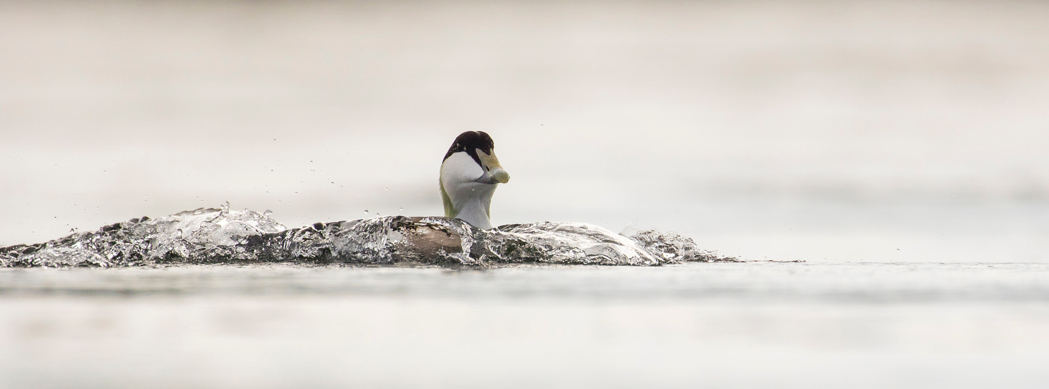 Canon EF 300mm F2.8L IS II USM sample photo. Common eider photography