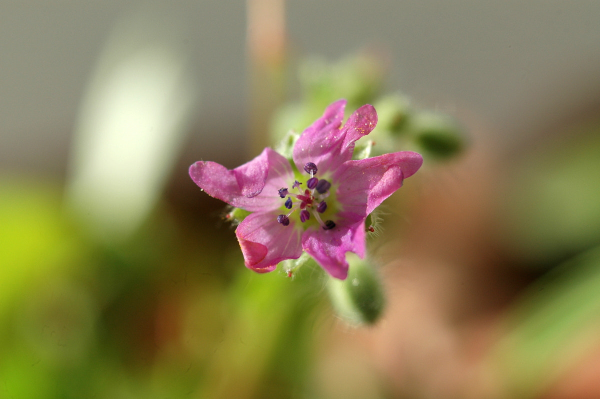 AF Zoom-Nikkor 35-70mm f/3.3-4.5 N sample photo. # photography