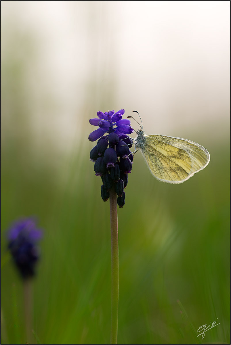 Sigma 150mm F2.8 EX DG OS Macro HSM sample photo. Pieris brassicae photography