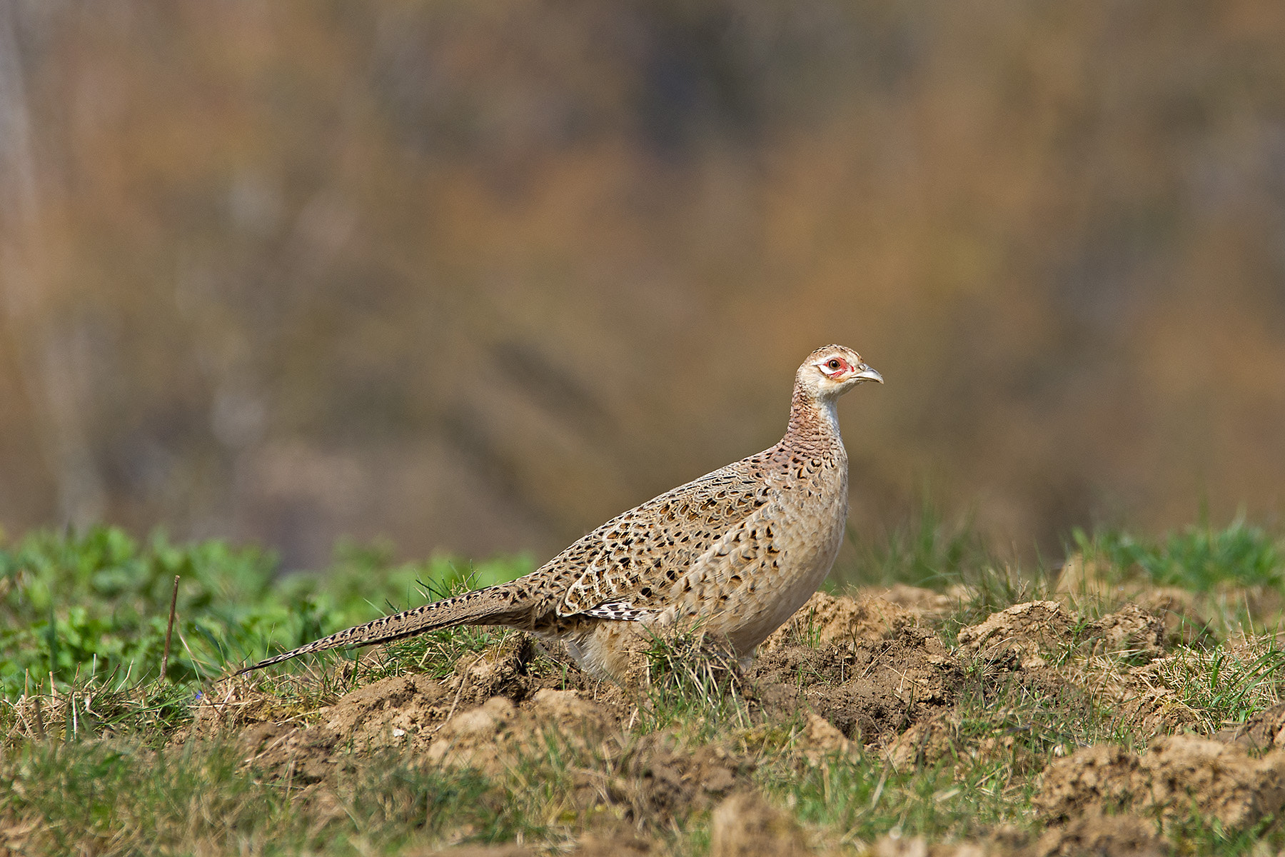 Pentax K-5 + Sigma 120-400mm F4.5-5.6 DG OS HSM sample photo. Fasan (henne) photography