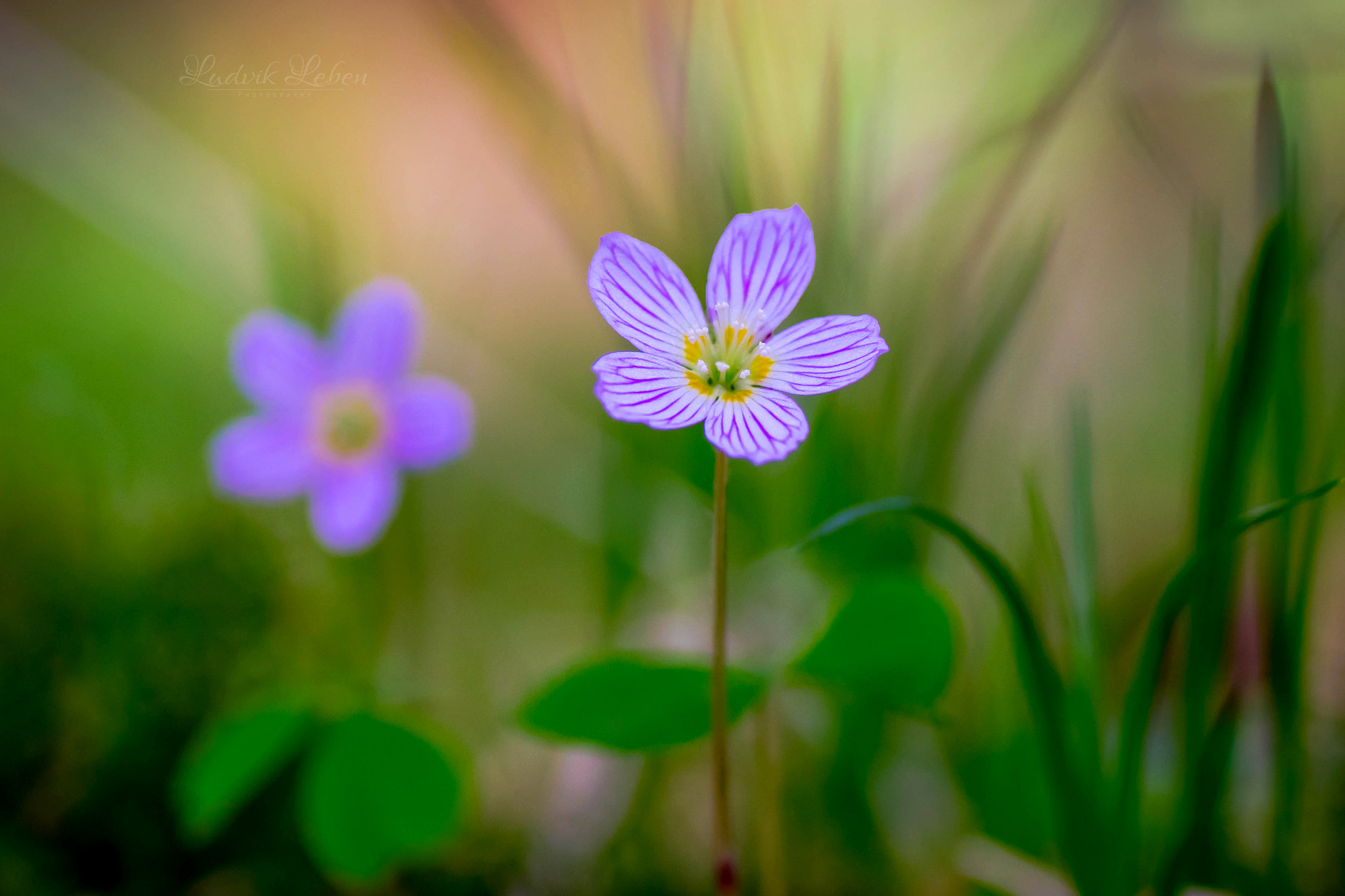 Sony a7 II + Tamron SP AF 90mm F2.8 Di Macro sample photo. Springtime photography