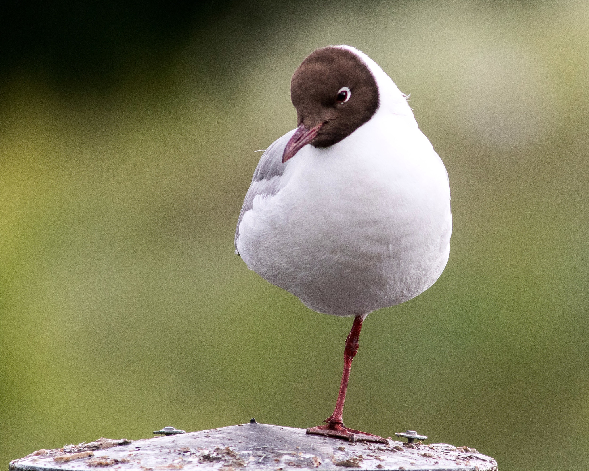 Canon EF 300mm F4L IS USM sample photo. Standing bird! photography