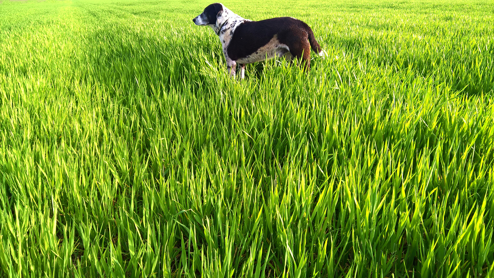 Microsoft Lumia 640 XL sample photo. Green grasslands photography