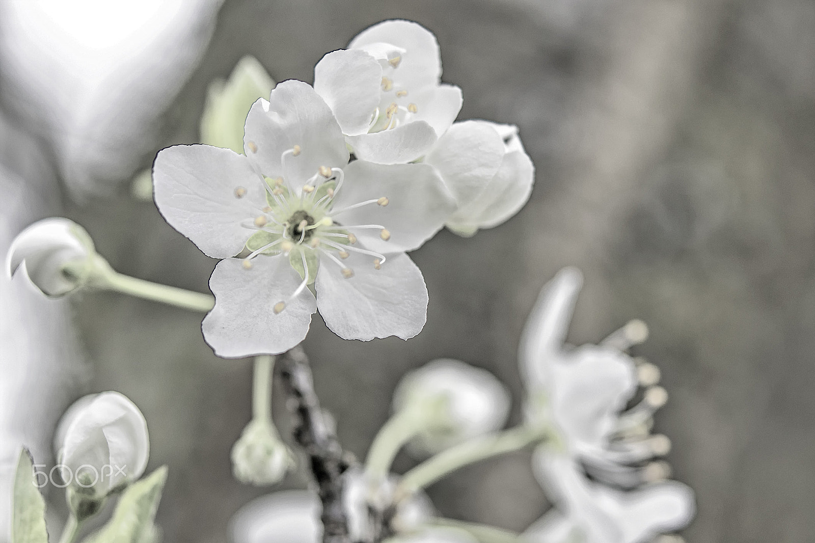 Nikon AF-S Micro-Nikkor 60mm F2.8G ED sample photo. Pflaumenblüte photography