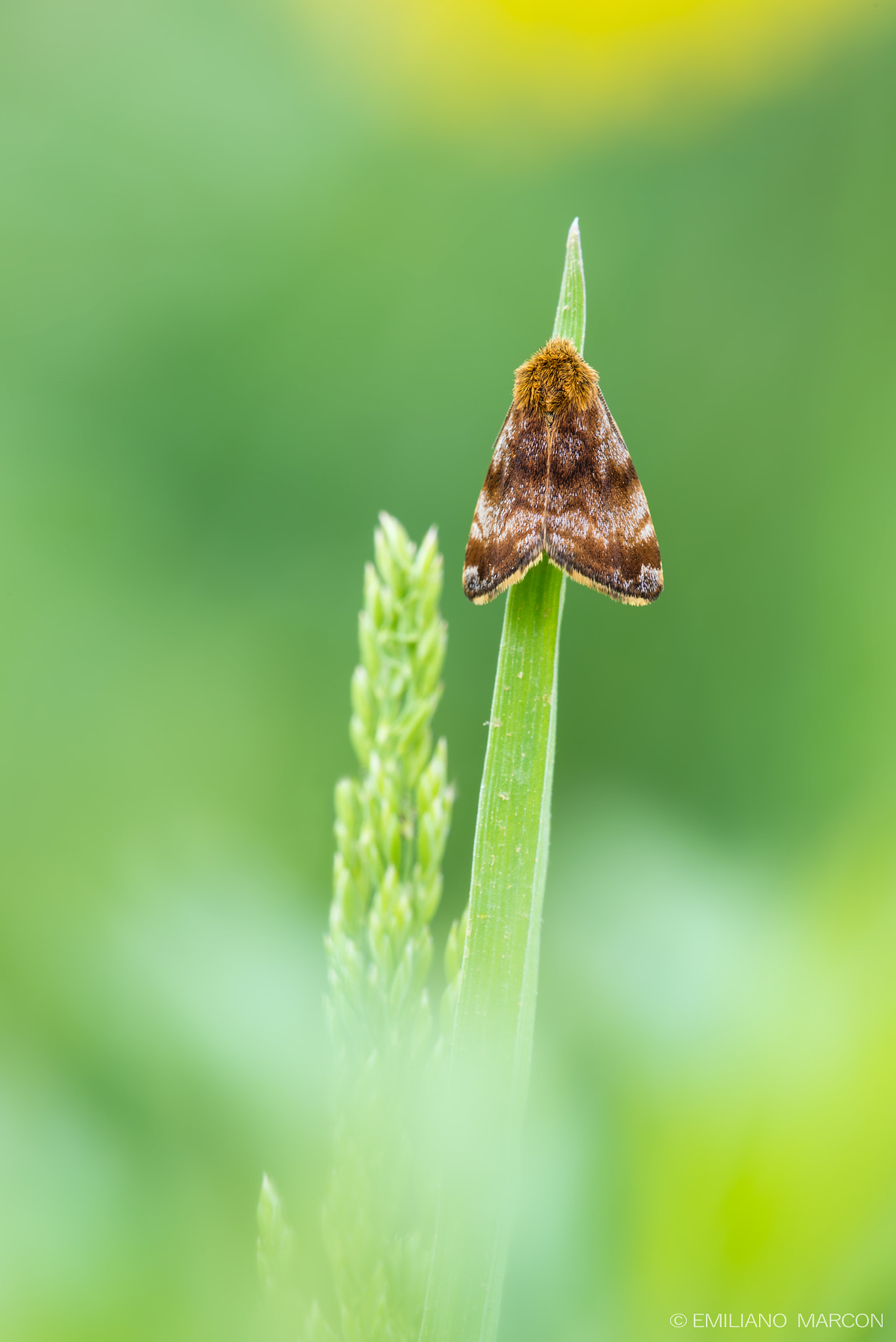 Sigma APO Macro 180mm F3.5 EX DG HSM sample photo. Signora in pelliccia photography