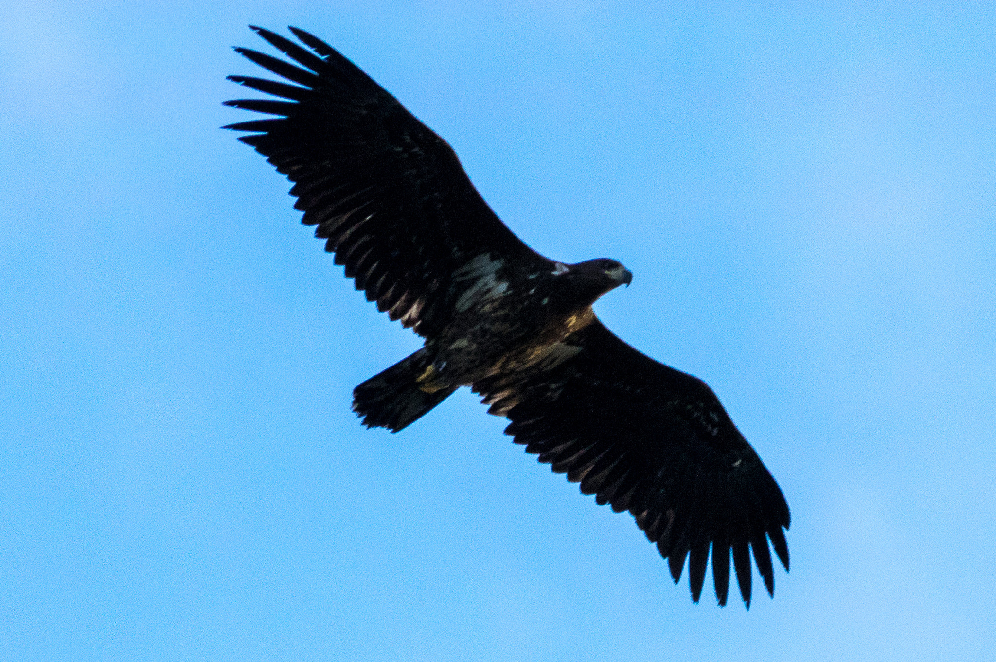Pentax K-3 sample photo. Sea eagle photography