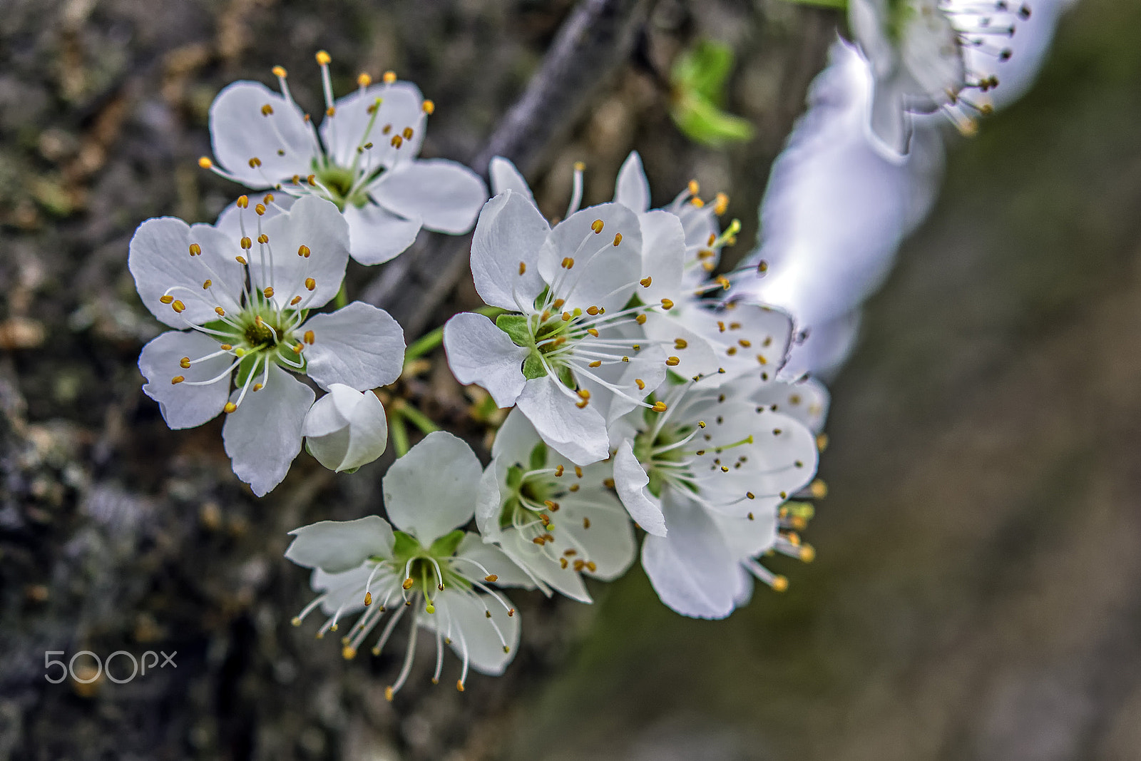 Nikon AF-S Micro-Nikkor 60mm F2.8G ED sample photo. Pflaumenblüten photography