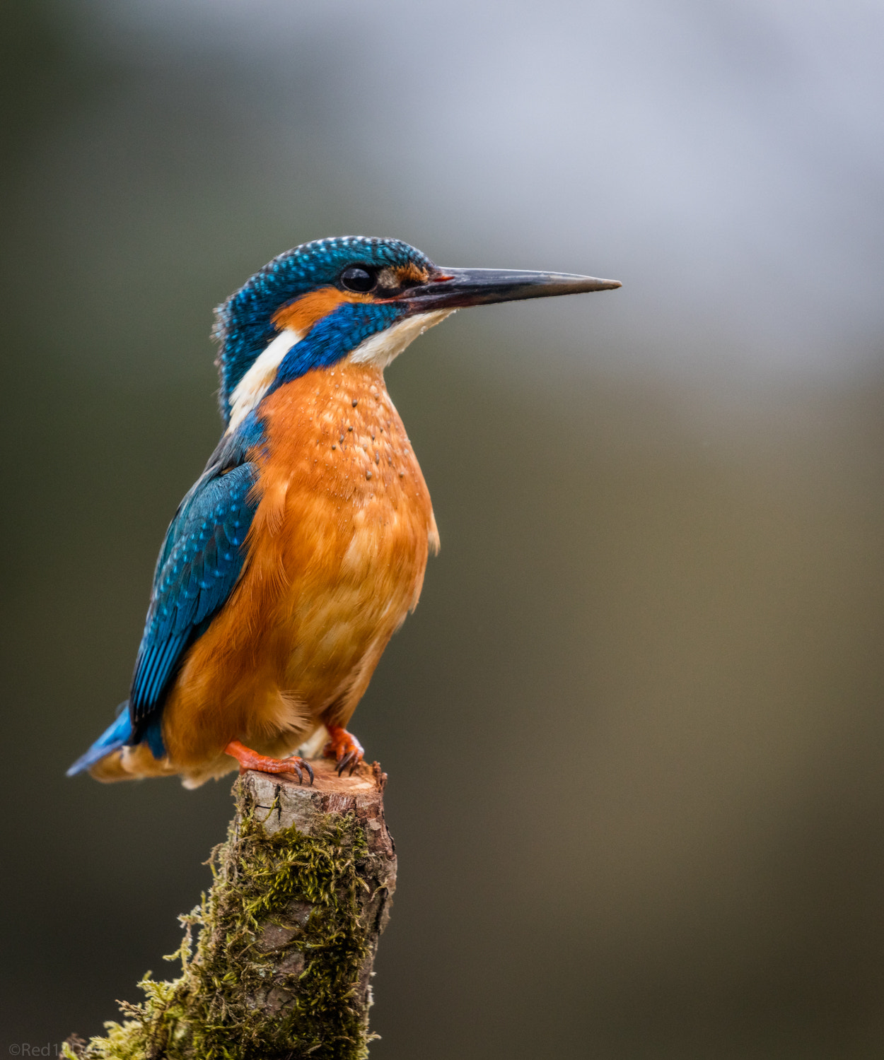 Canon EF 100-400mm F4.5-5.6L IS II USM sample photo. Kingfisher photography