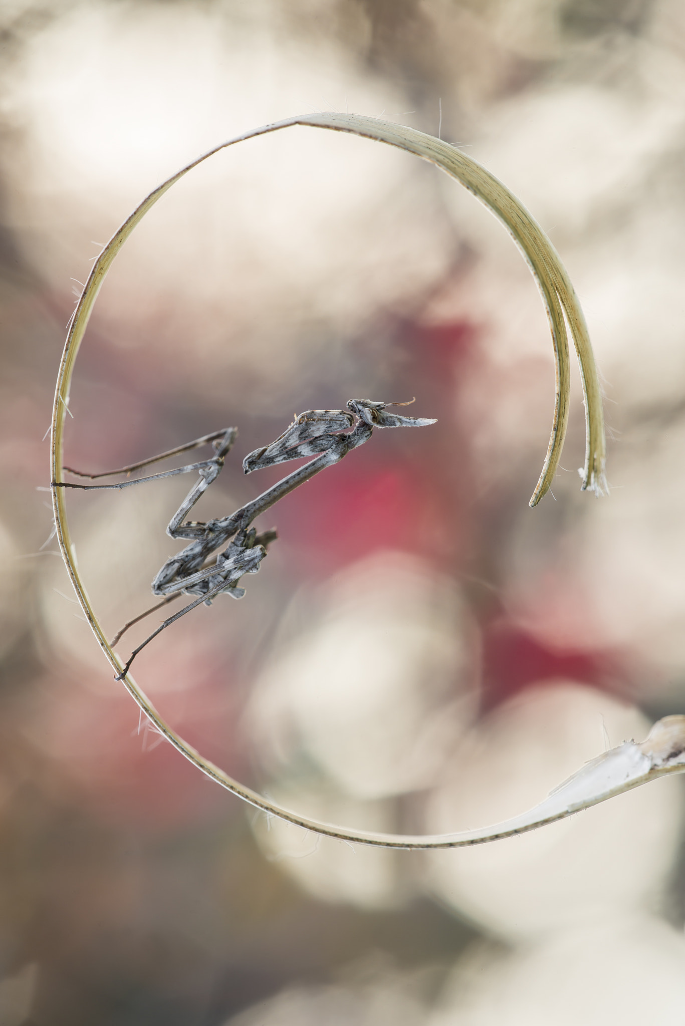 Sigma 150mm F2.8 EX DG Macro HSM sample photo. C...for...ciaoatutti photography