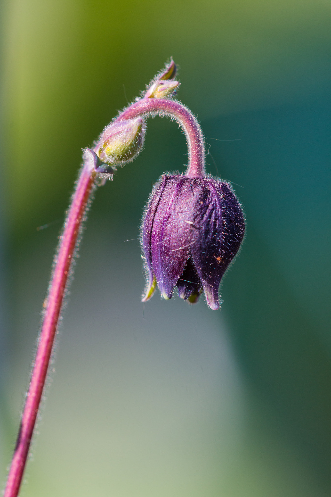 Sigma APO Macro 150mm f/2.8 EX DG HSM sample photo. Akelei photography