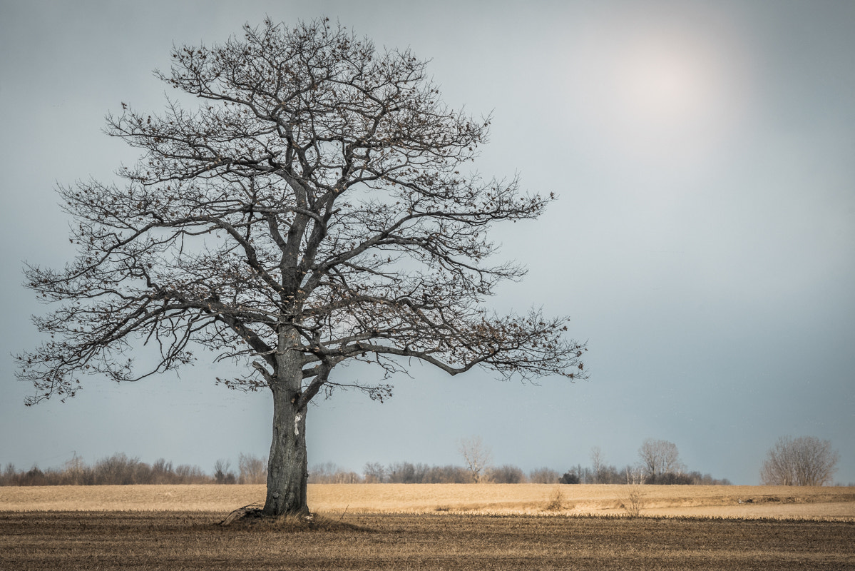 Sony a7R + Tamron SP 150-600mm F5-6.3 Di VC USD sample photo. Le grand solitaire..... photography