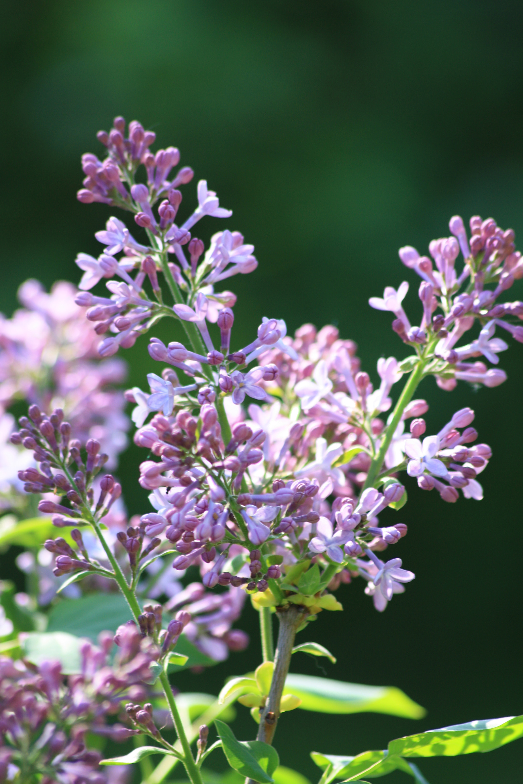 Sigma 70-300mm F4-5.6 APO DG Macro sample photo. Flower  photography
