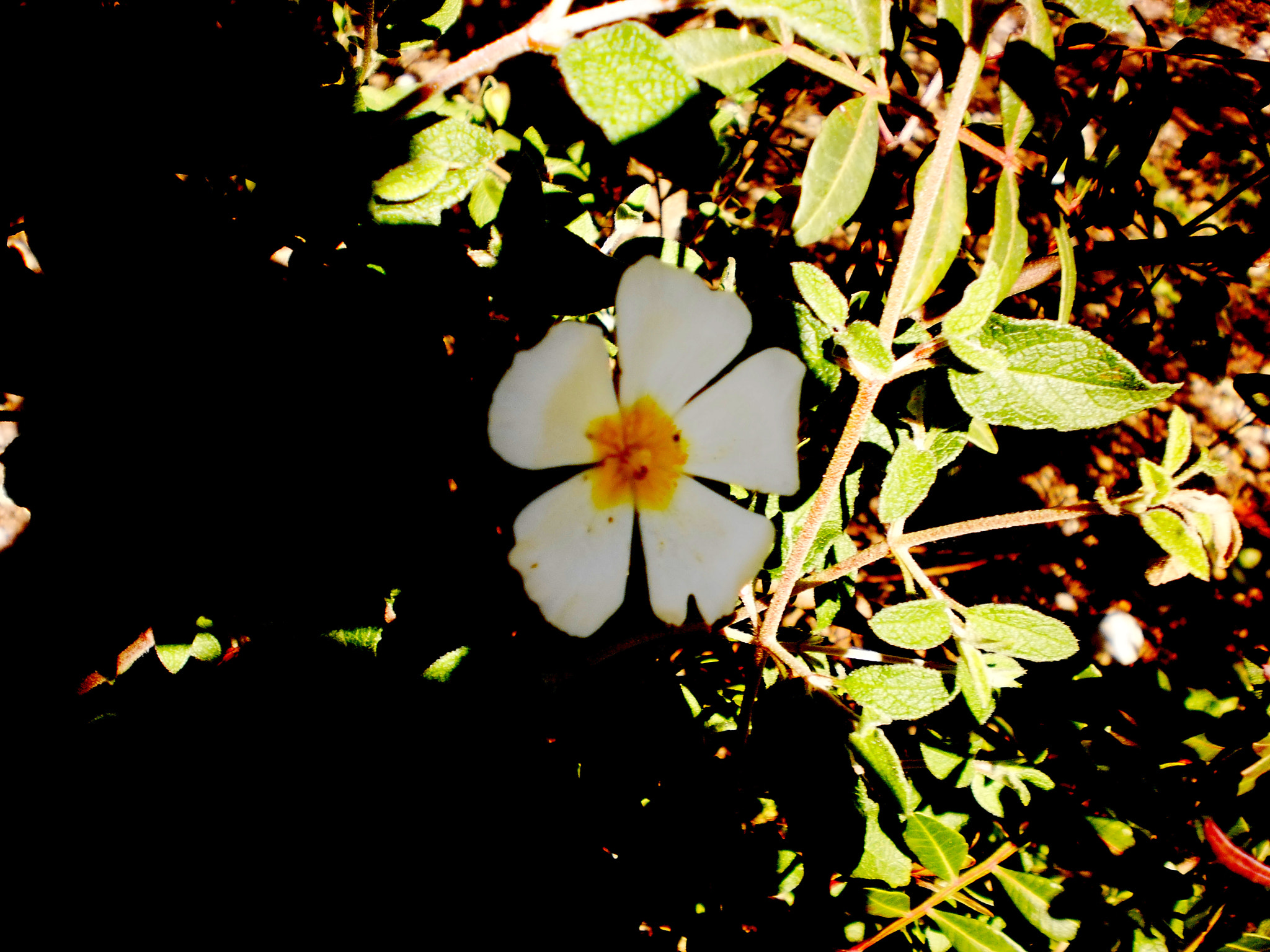Olympus T105,T100,X36 sample photo. Wildflower photography