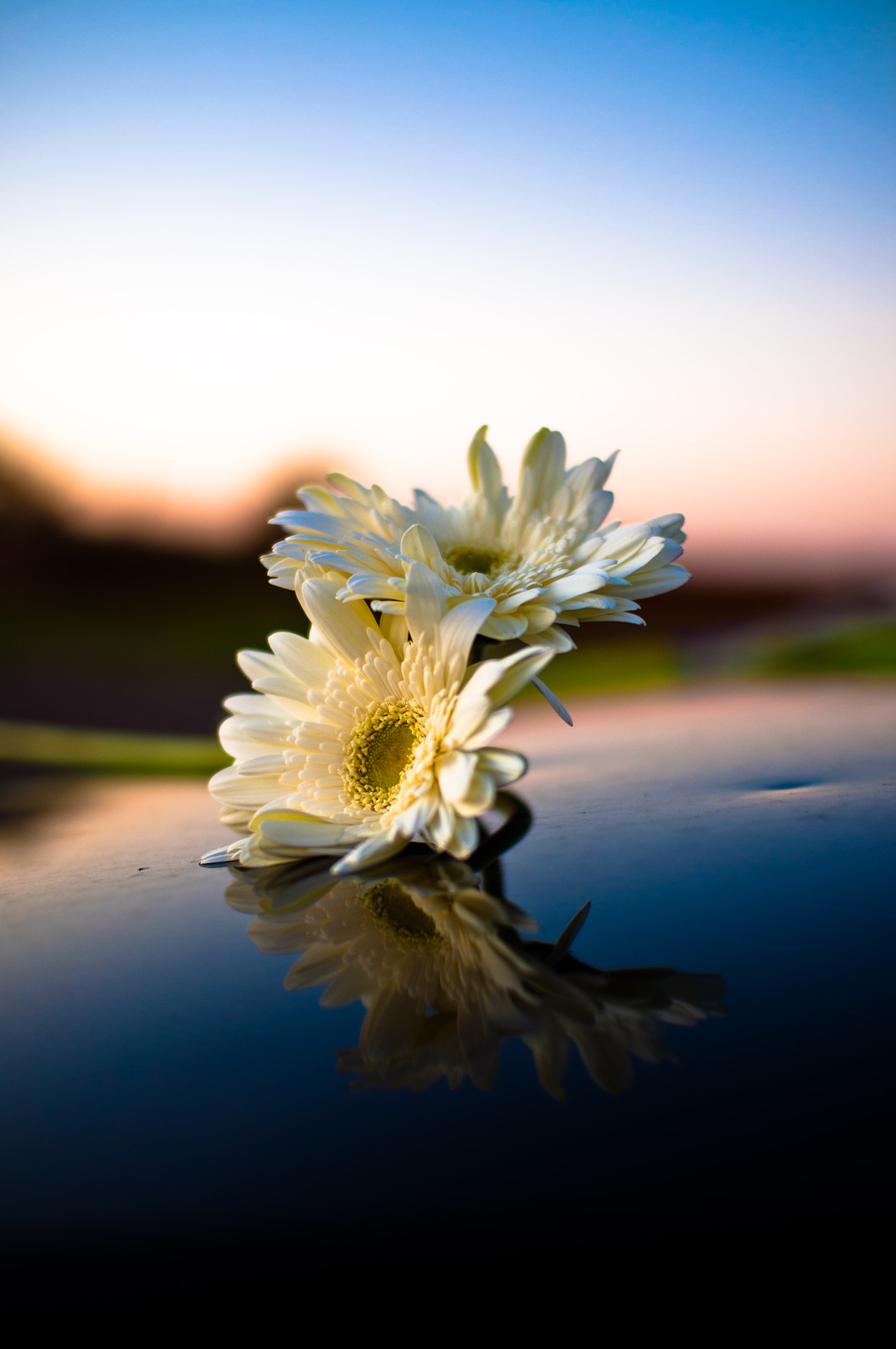 Nikon D90 + Sigma 30mm F1.4 EX DC HSM sample photo. Daisies on a car hood? why not! photography