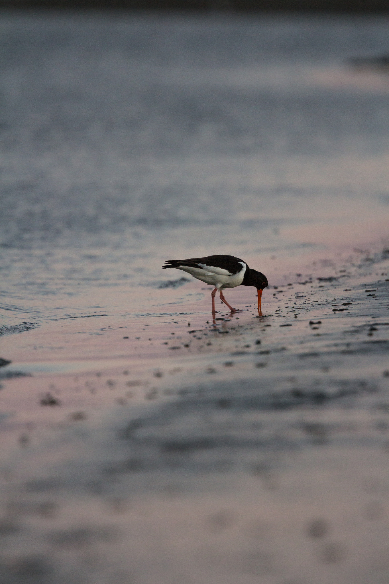 Canon EOS 60D + Canon EF 400mm F4.0 DO IS USM sample photo. Borkums birds photography