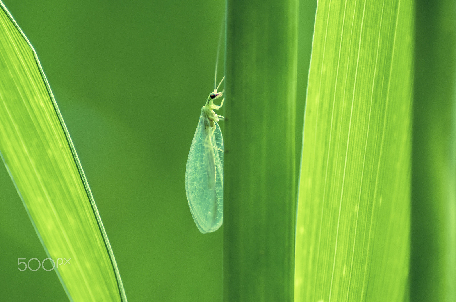 Pentax K-5 IIs + Tamron SP AF 90mm F2.8 Di Macro sample photo. Common green lacewing photography