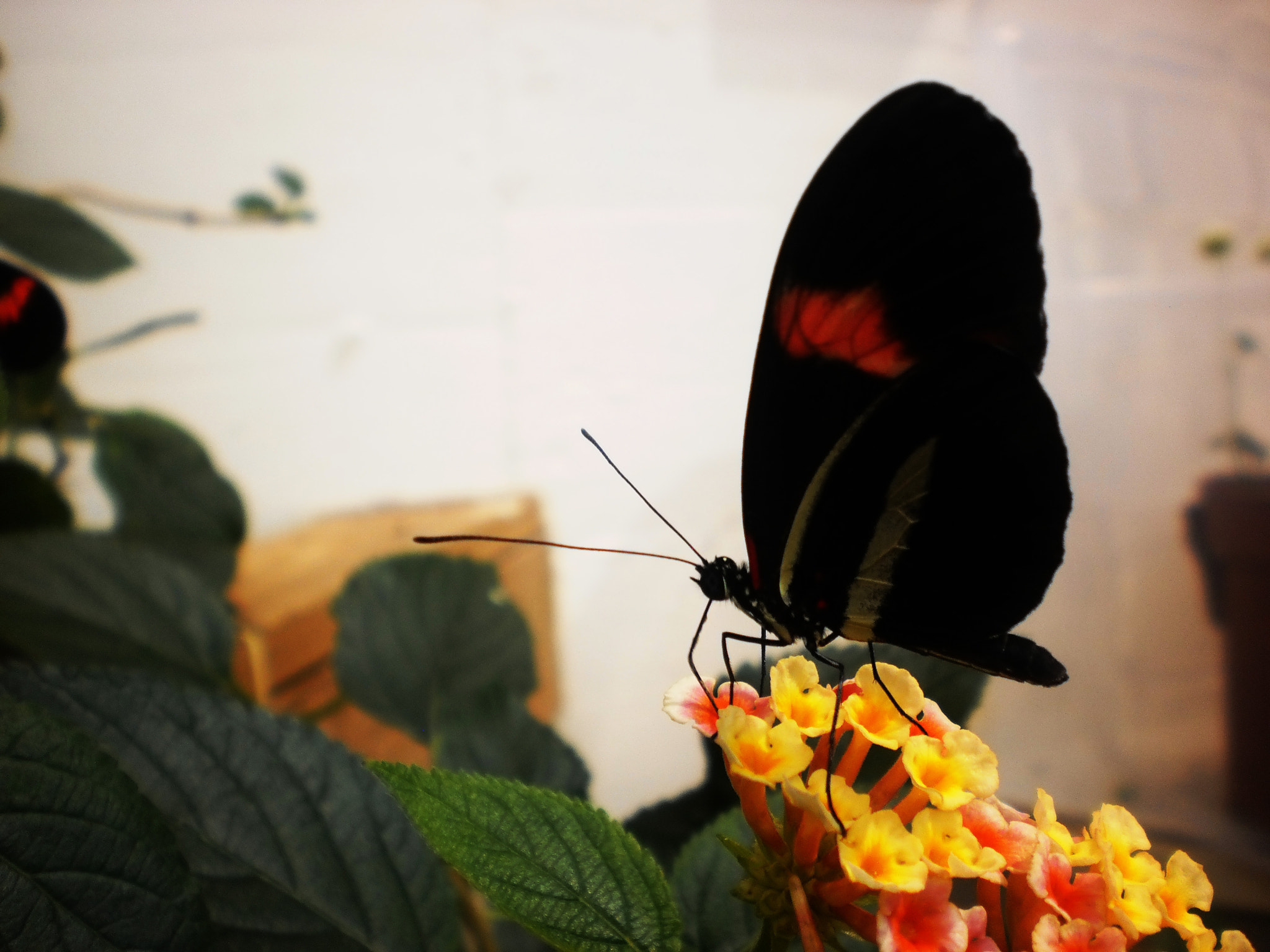 Olympus T105,T100,X36 sample photo. Color butterfly photography