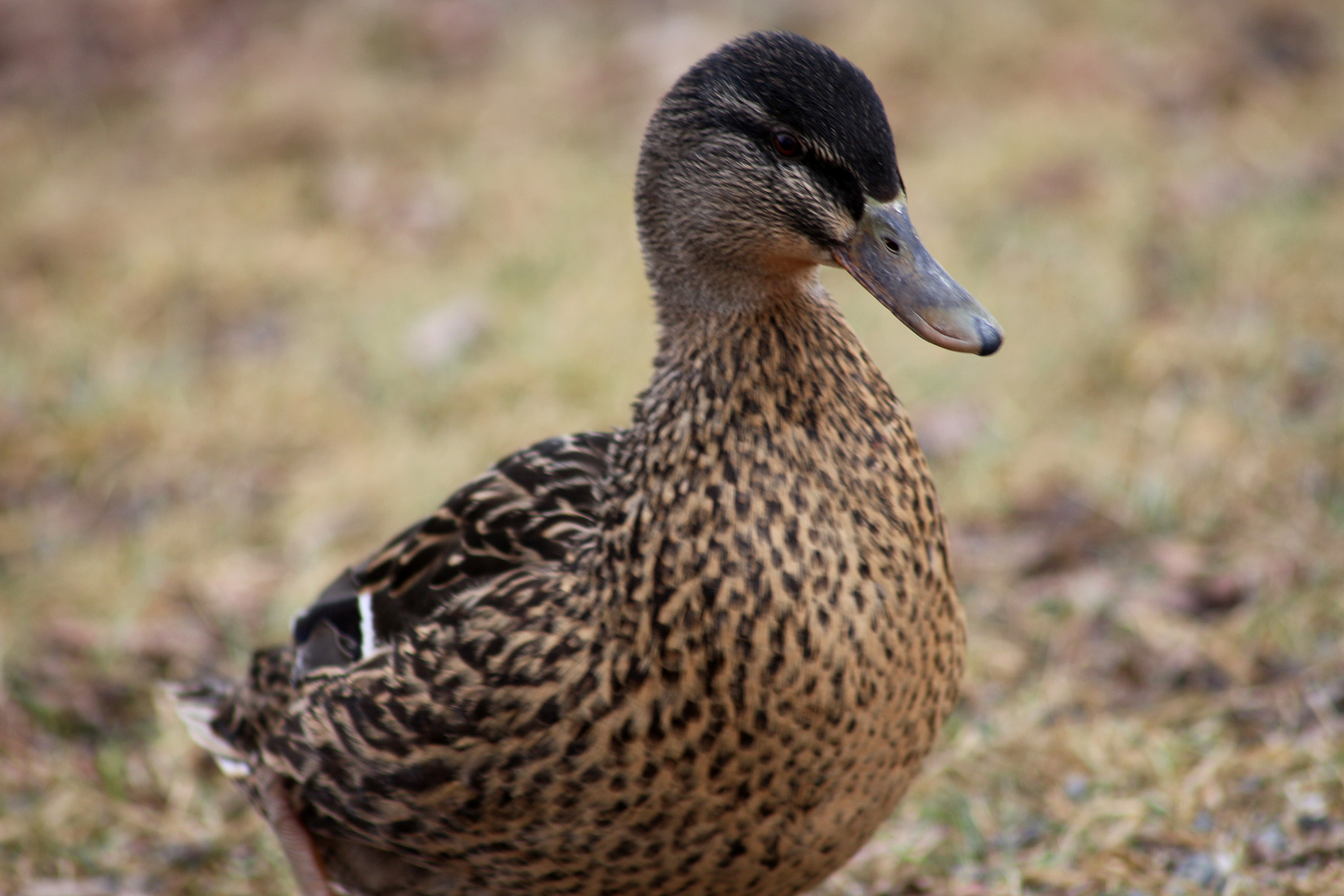 Sigma 70-300mm F4-5.6 APO DG Macro sample photo. Quack  photography