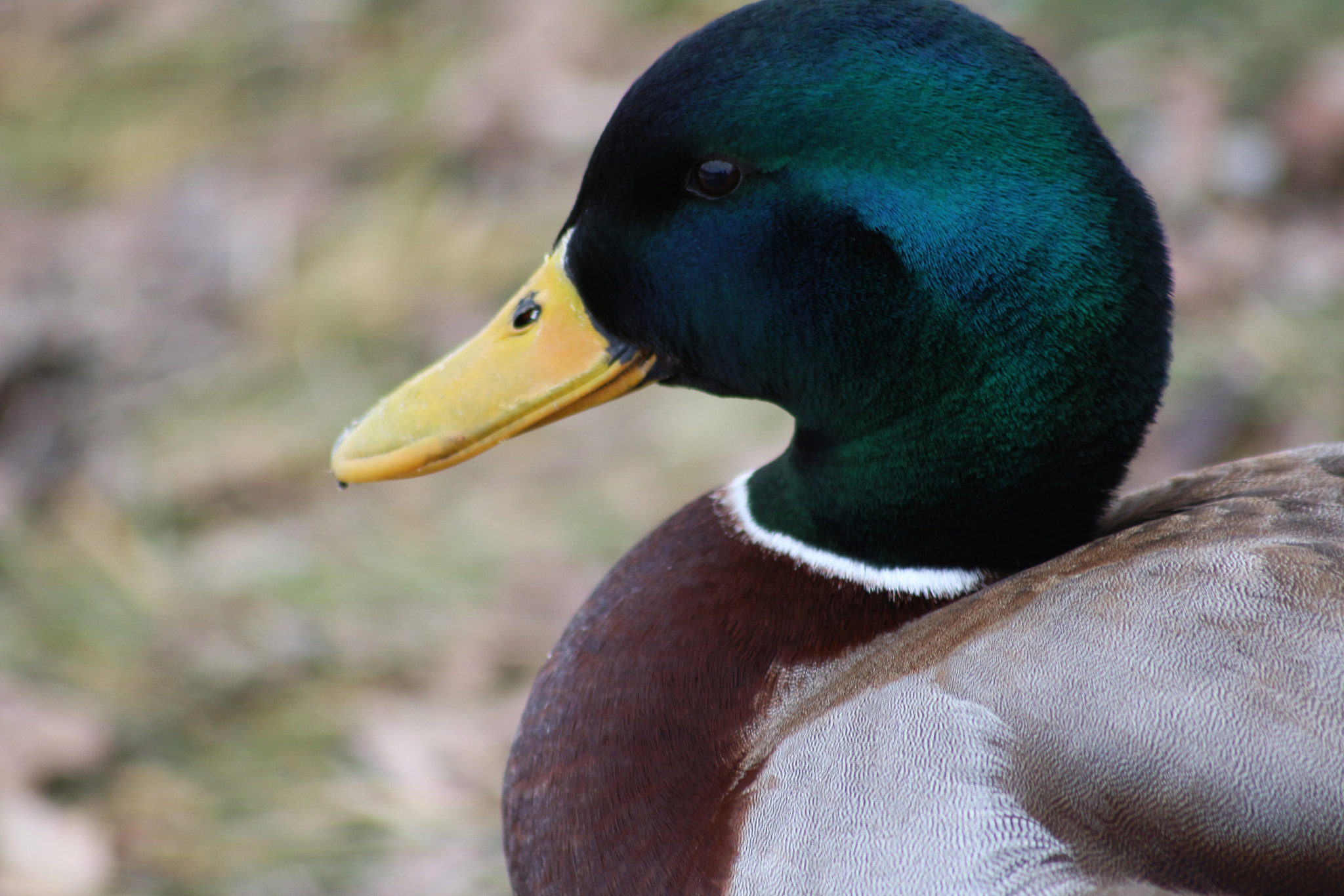 Sigma 70-300mm F4-5.6 APO DG Macro sample photo. Alpha quack  photography