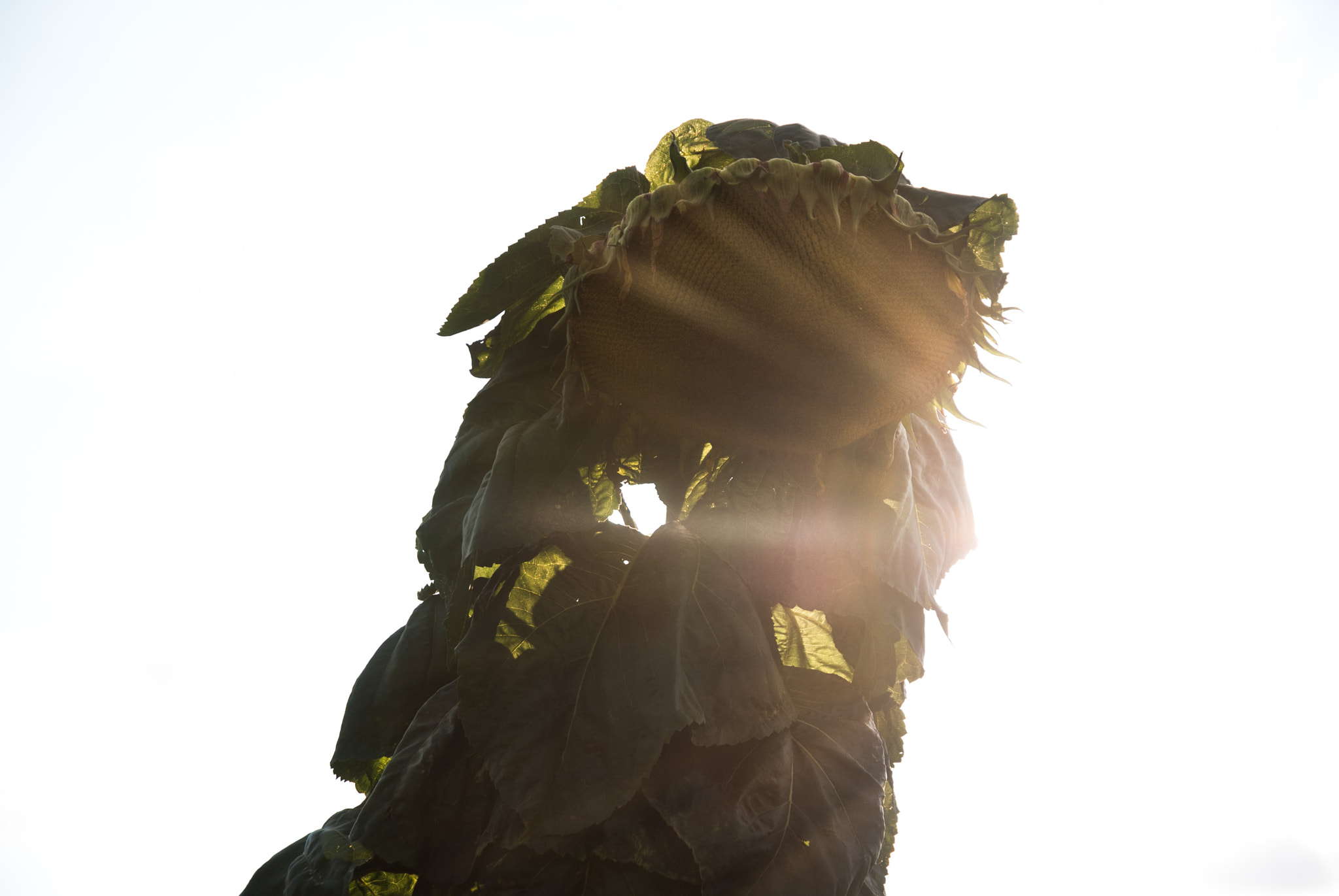 Nikon D40X sample photo. Sun photography