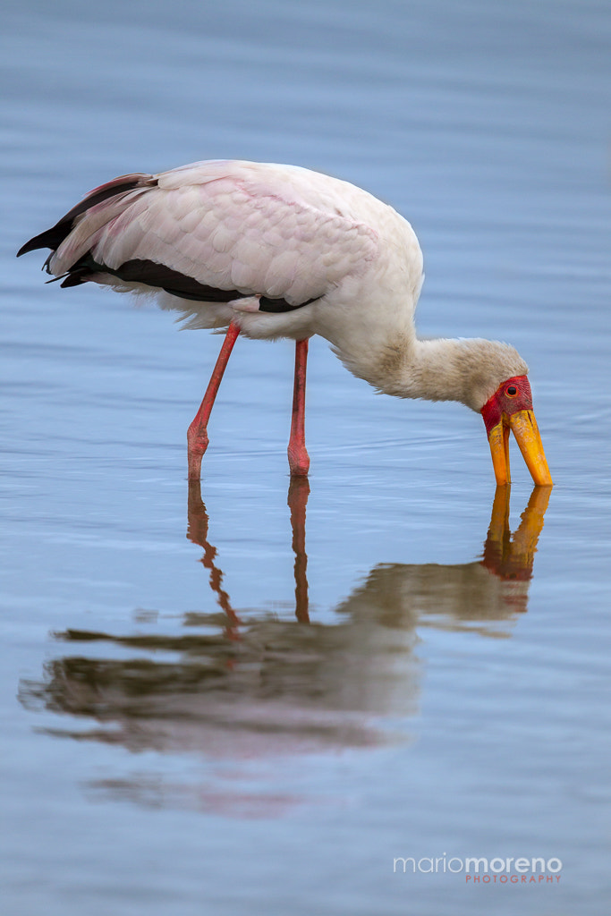 Canon EF 500mm F4L IS II USM sample photo. Wading stork photography