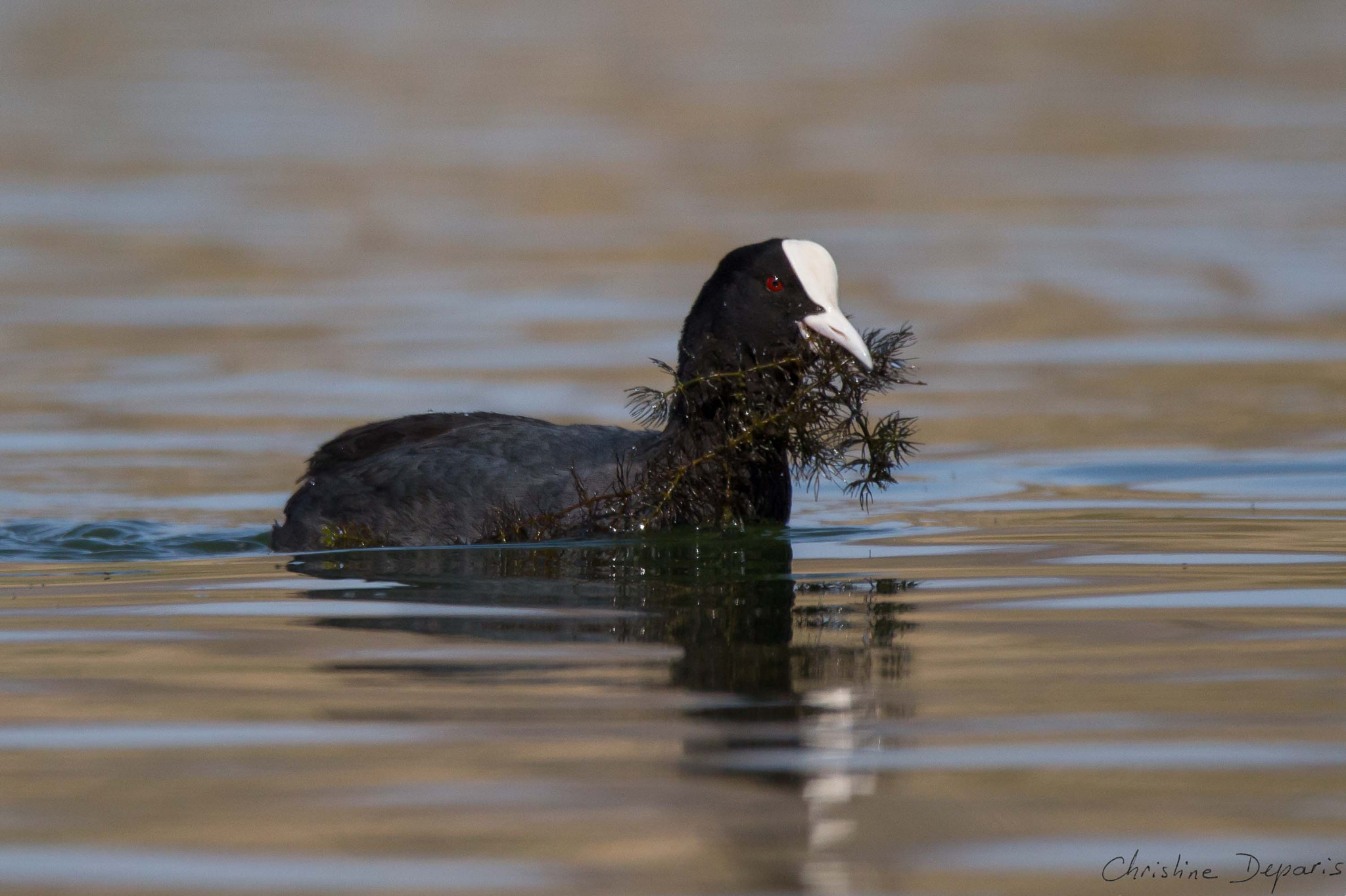 Sigma 150-600mm F5-6.3 DG OS HSM | C sample photo. Eurasian coot photography