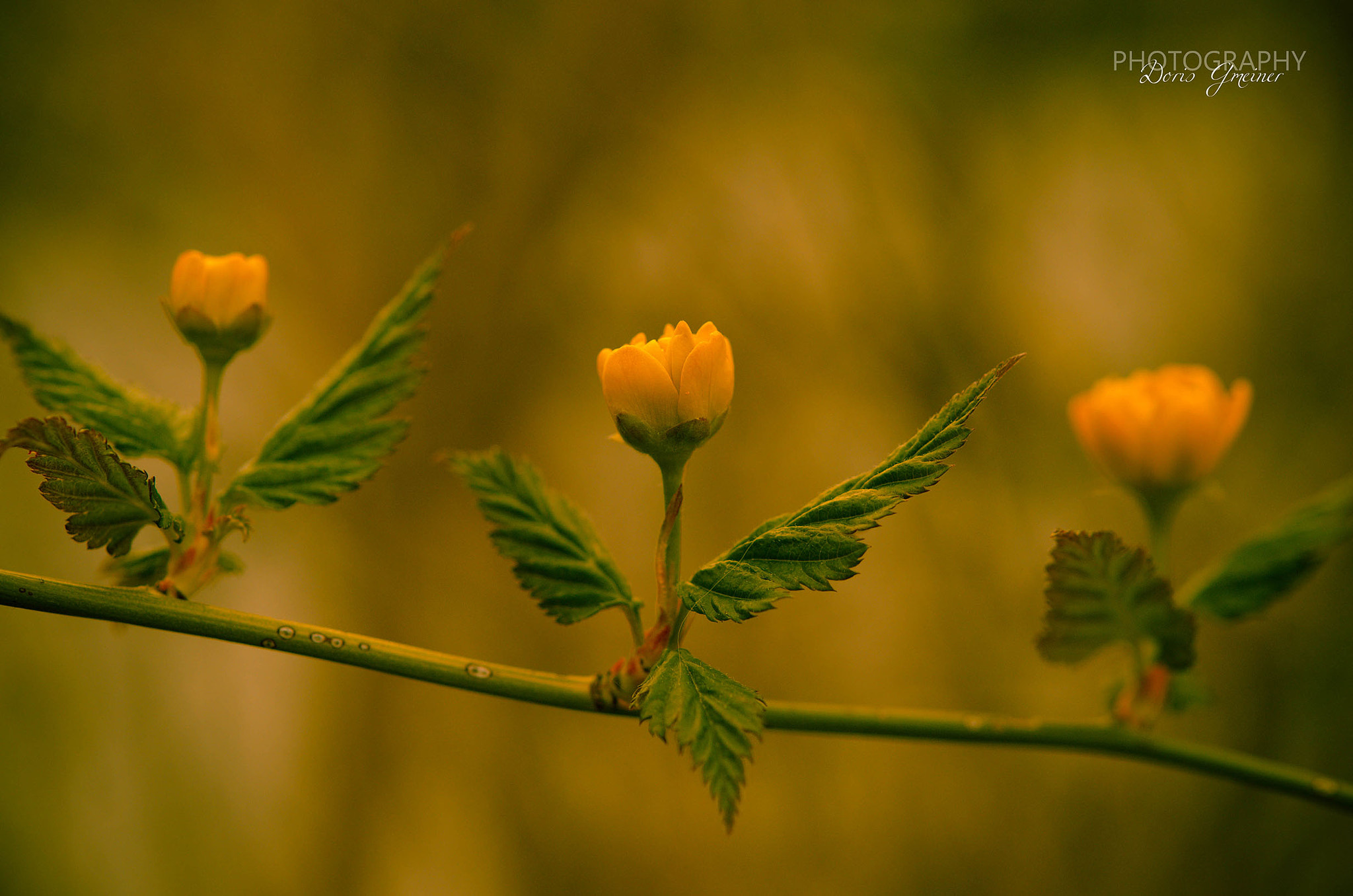 Nikon AF-S Micro-Nikkor 60mm F2.8G ED sample photo. Dancing angels photography