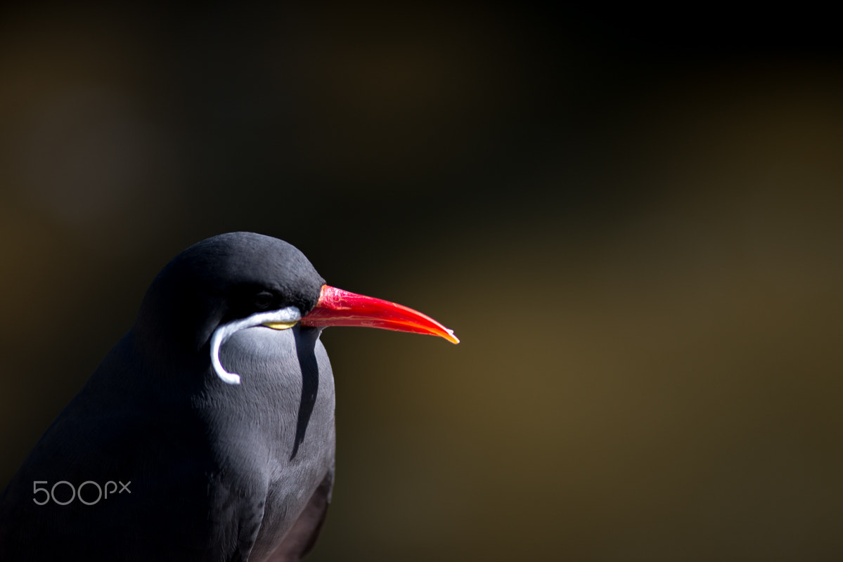 Nikon D800E + AF Nikkor 300mm f/4 IF-ED sample photo. Porträt einer einsamen seele photography