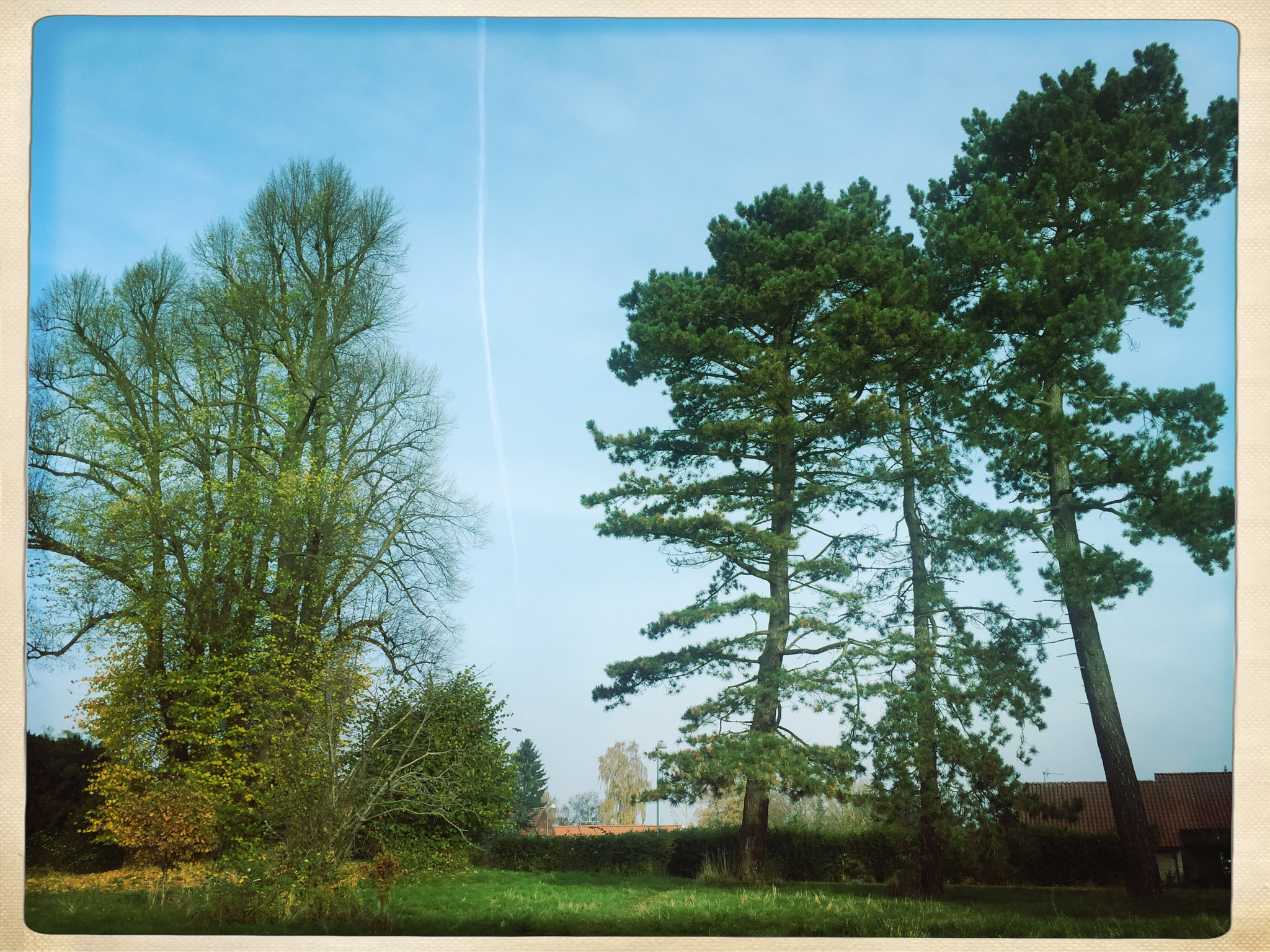 Hipstamatic 302 sample photo. Tall trees photography