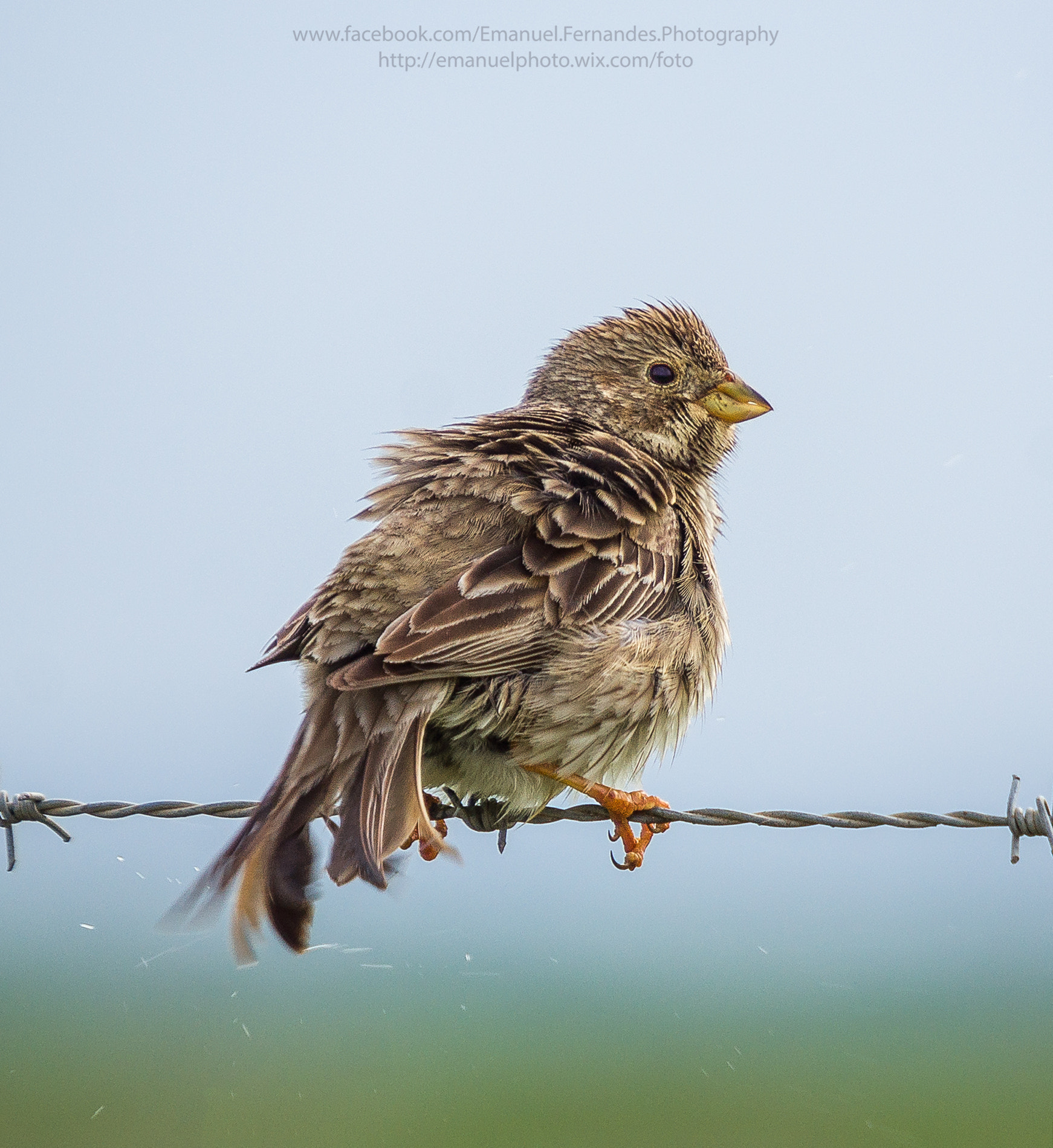 Minolta AF 300mm F2.8 HS-APO G sample photo. Trigueirão (emberiza calandra) photography