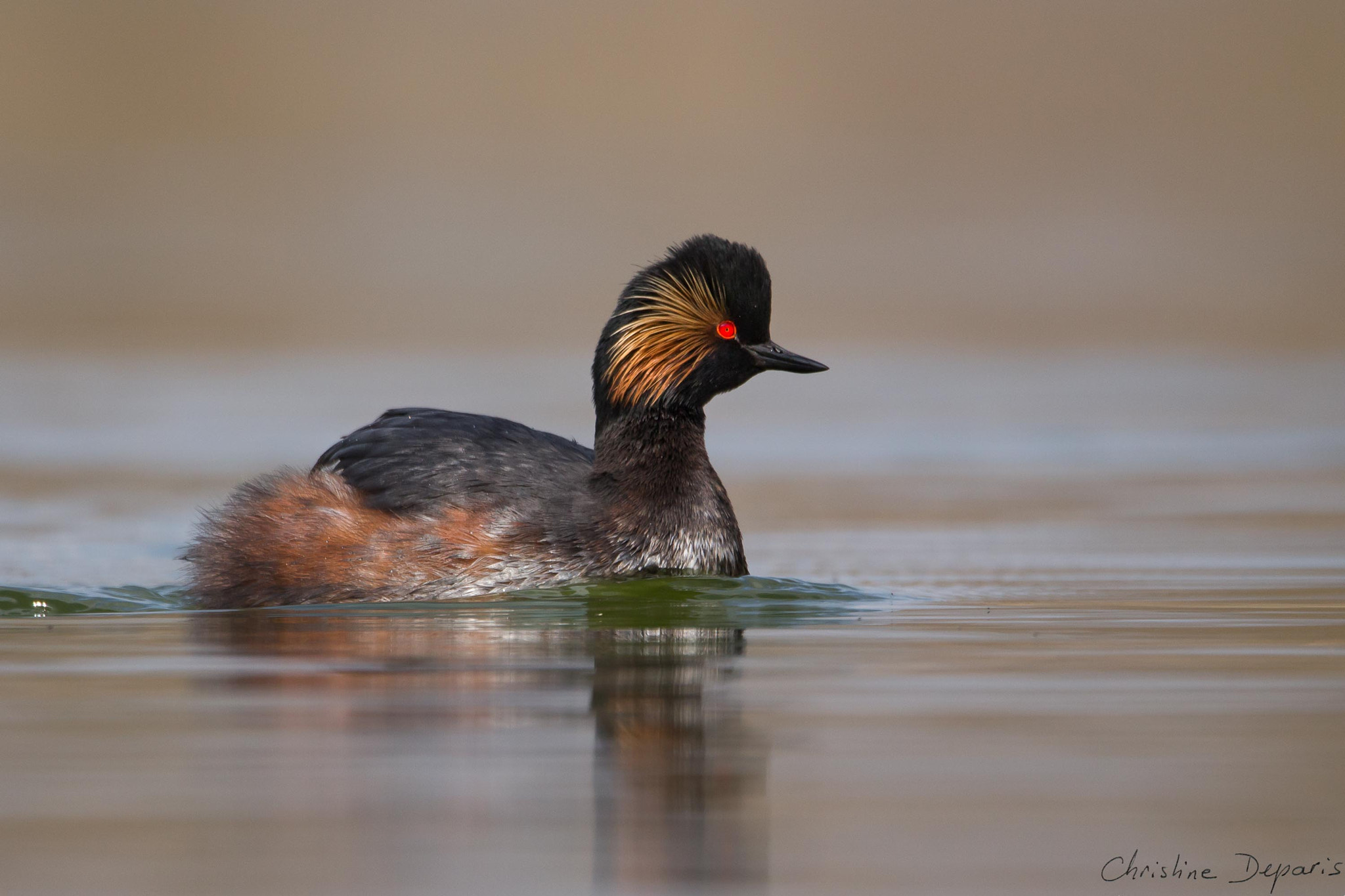 Sigma 150-600mm F5-6.3 DG OS HSM | C sample photo. Black-necked grebe photography